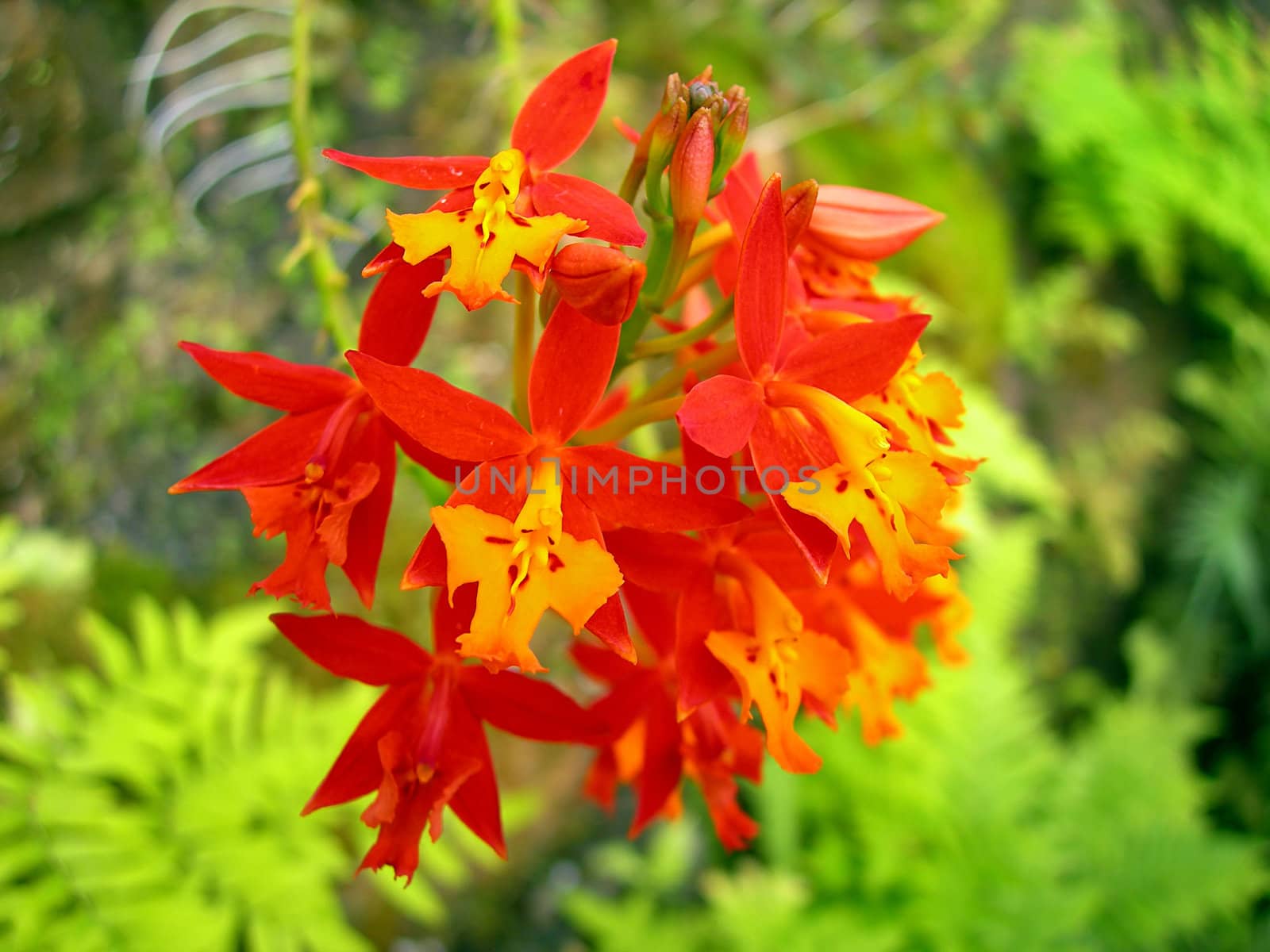           Red tropical orchid blossom 