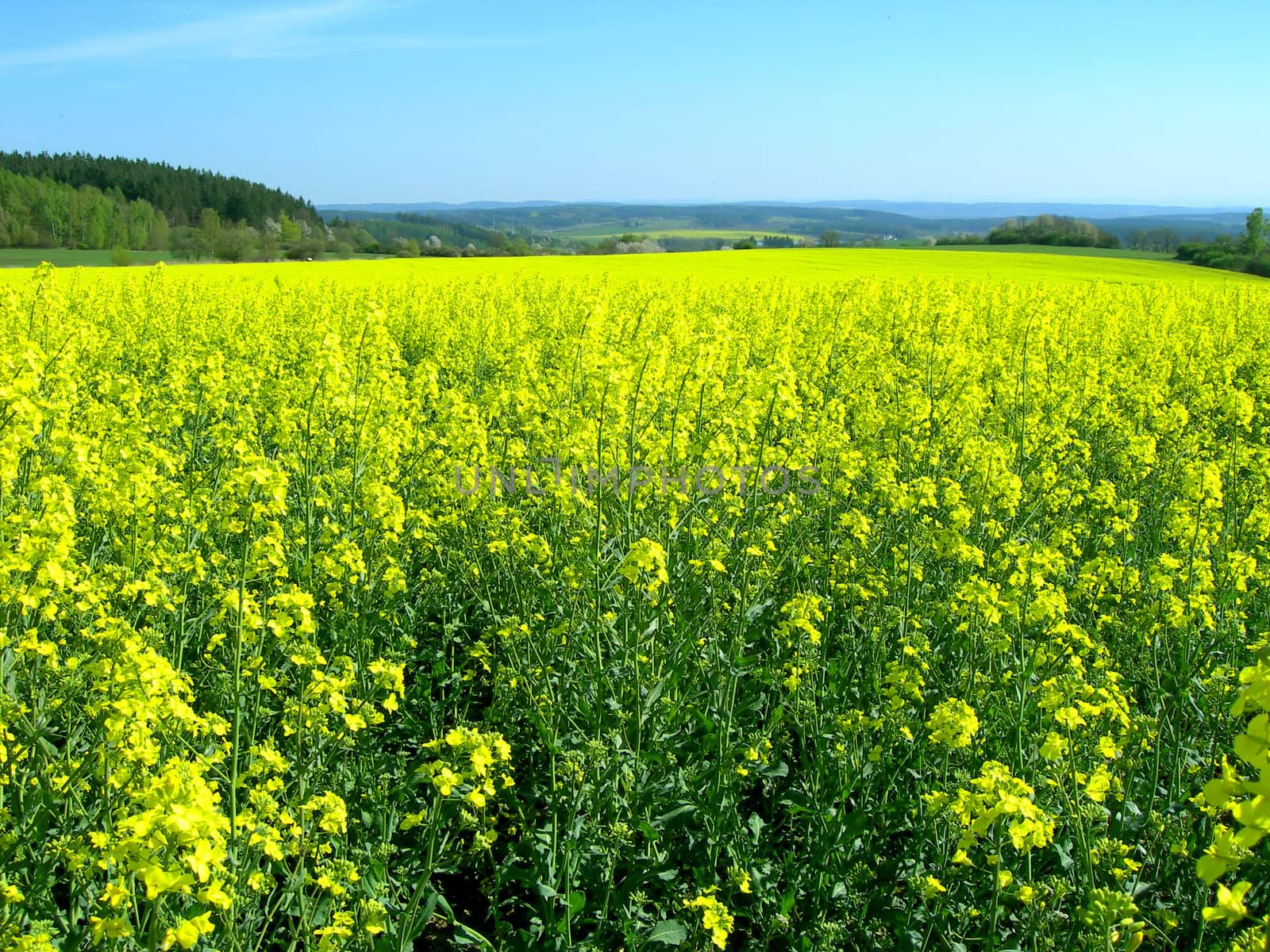 Rape field by drakodav