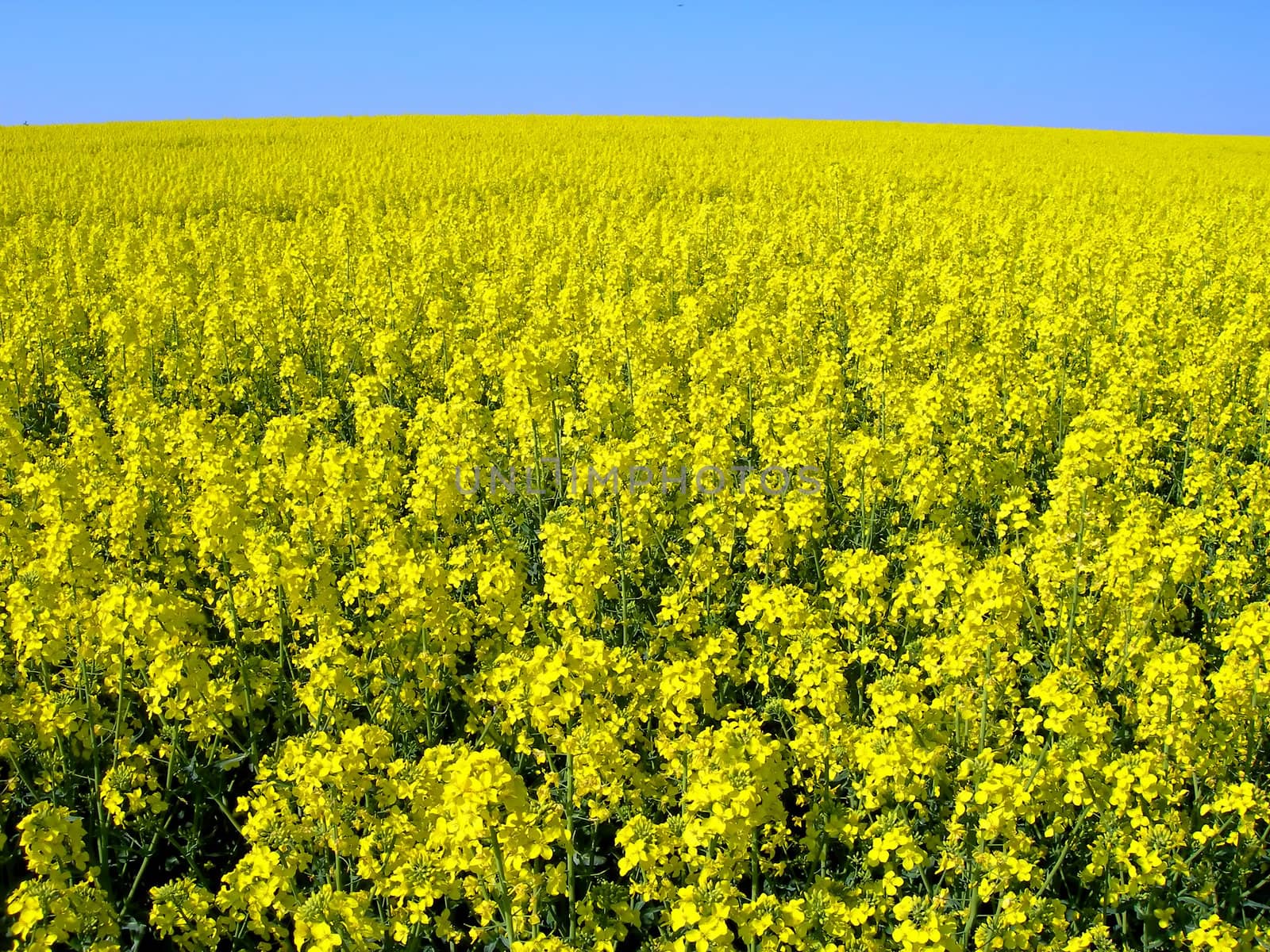   Field full of yellow rape in blossom - looks like yellow ocean        