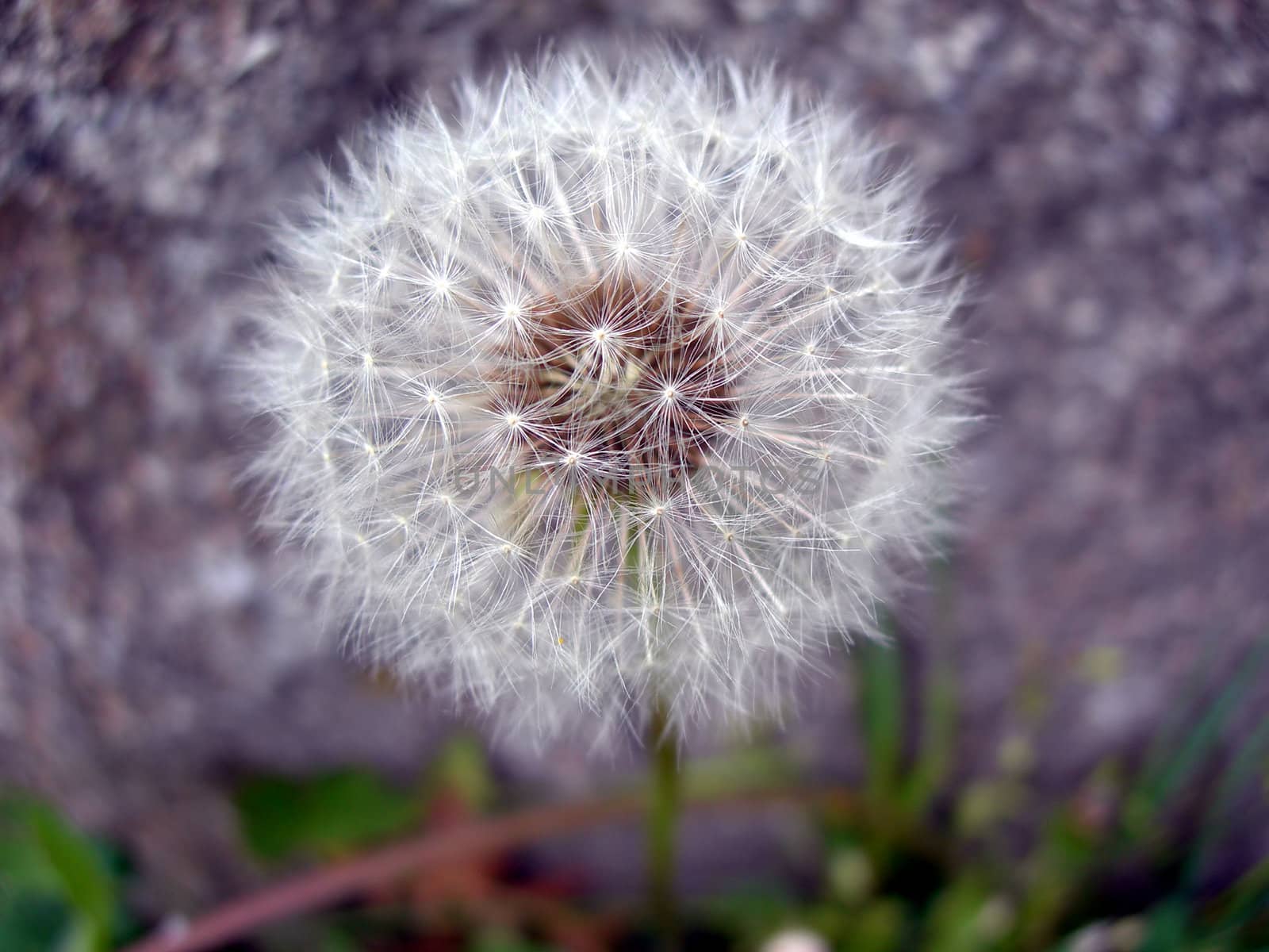 Detail of a blowball - dandelion past blossom      