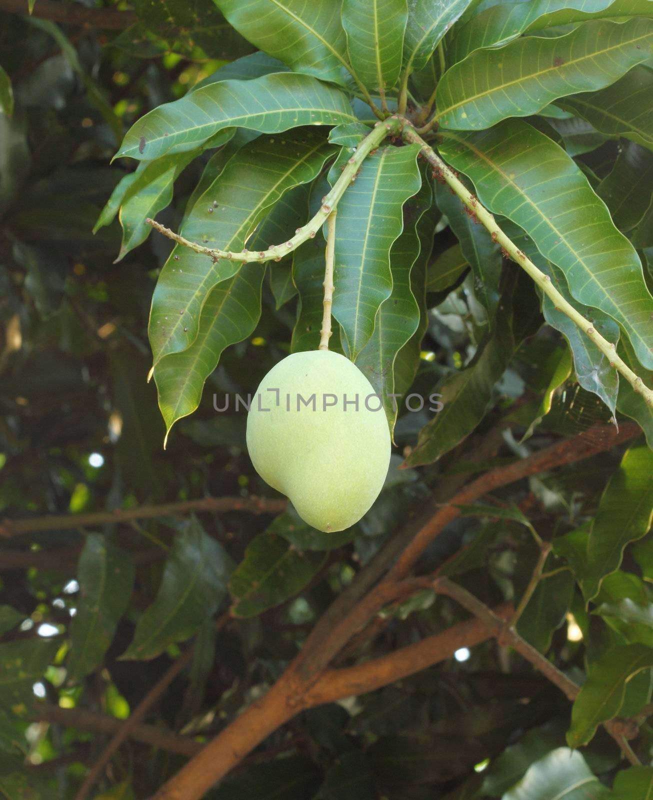 mango on tree of Thailand (Southeast Asia)