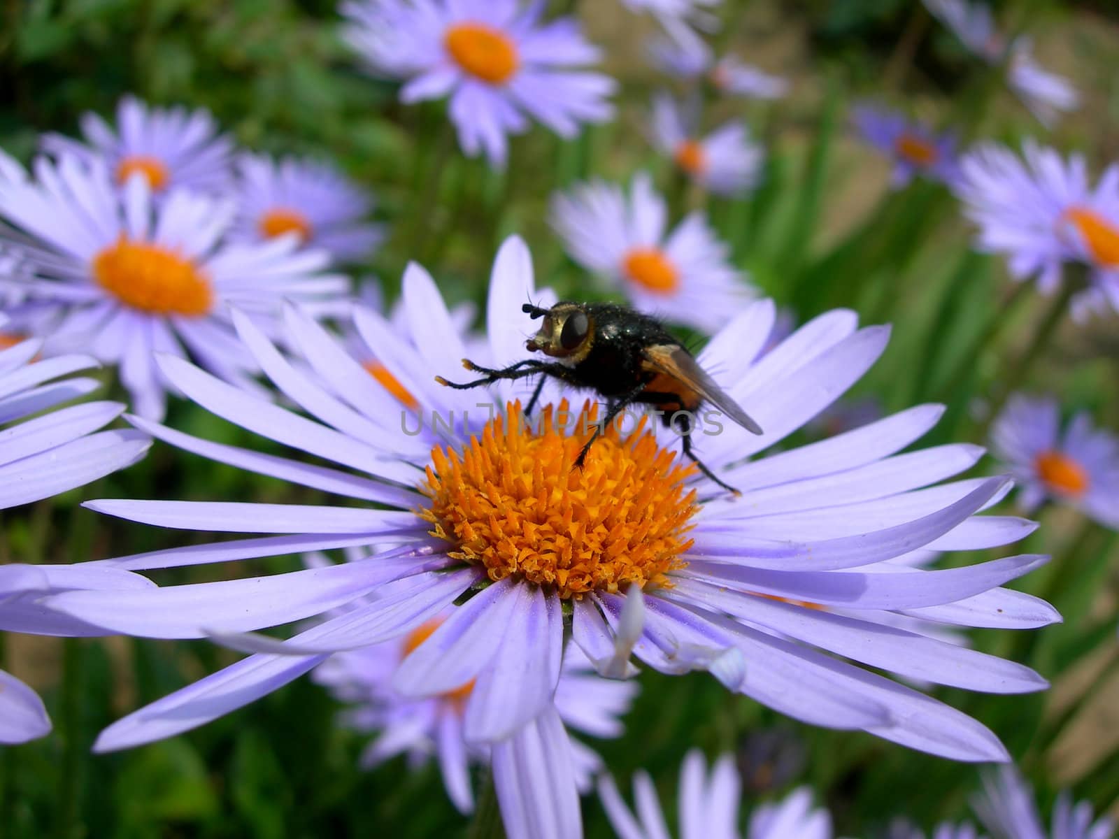           Macro of fly on the violet daisy 