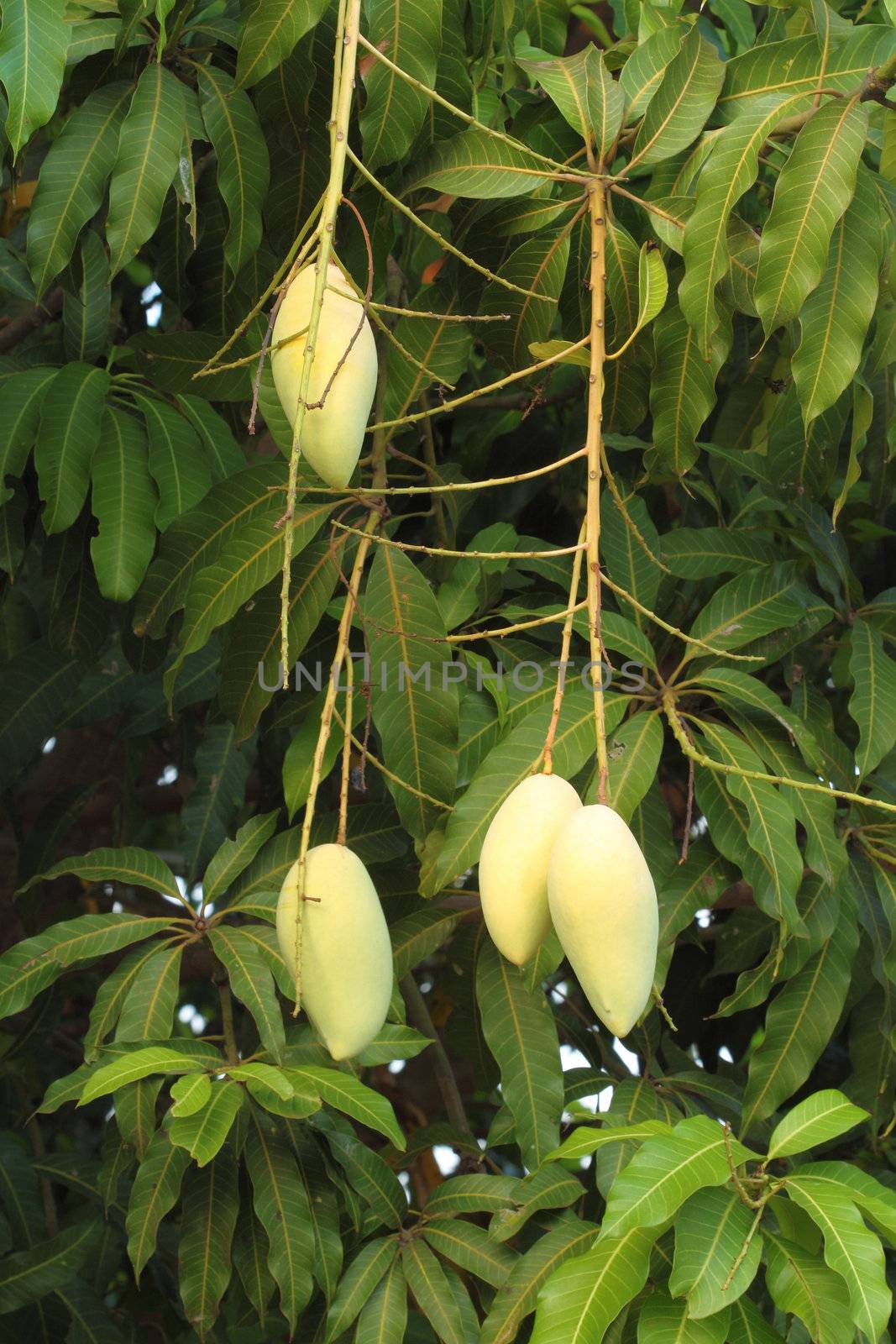 golden mango on tree of Thailand (Southeast Asia)