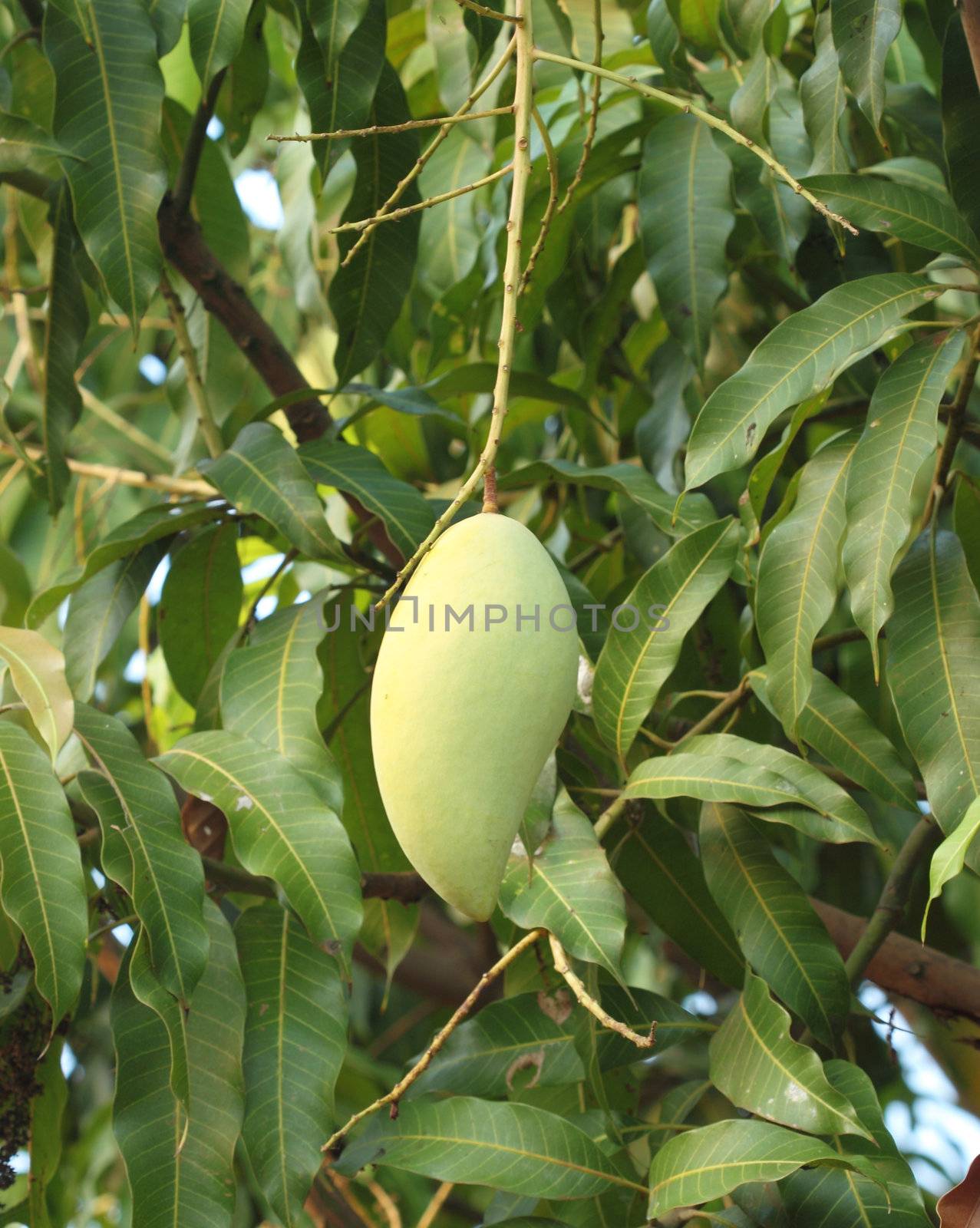 mango on tree of Thailand (Southeast Asia)