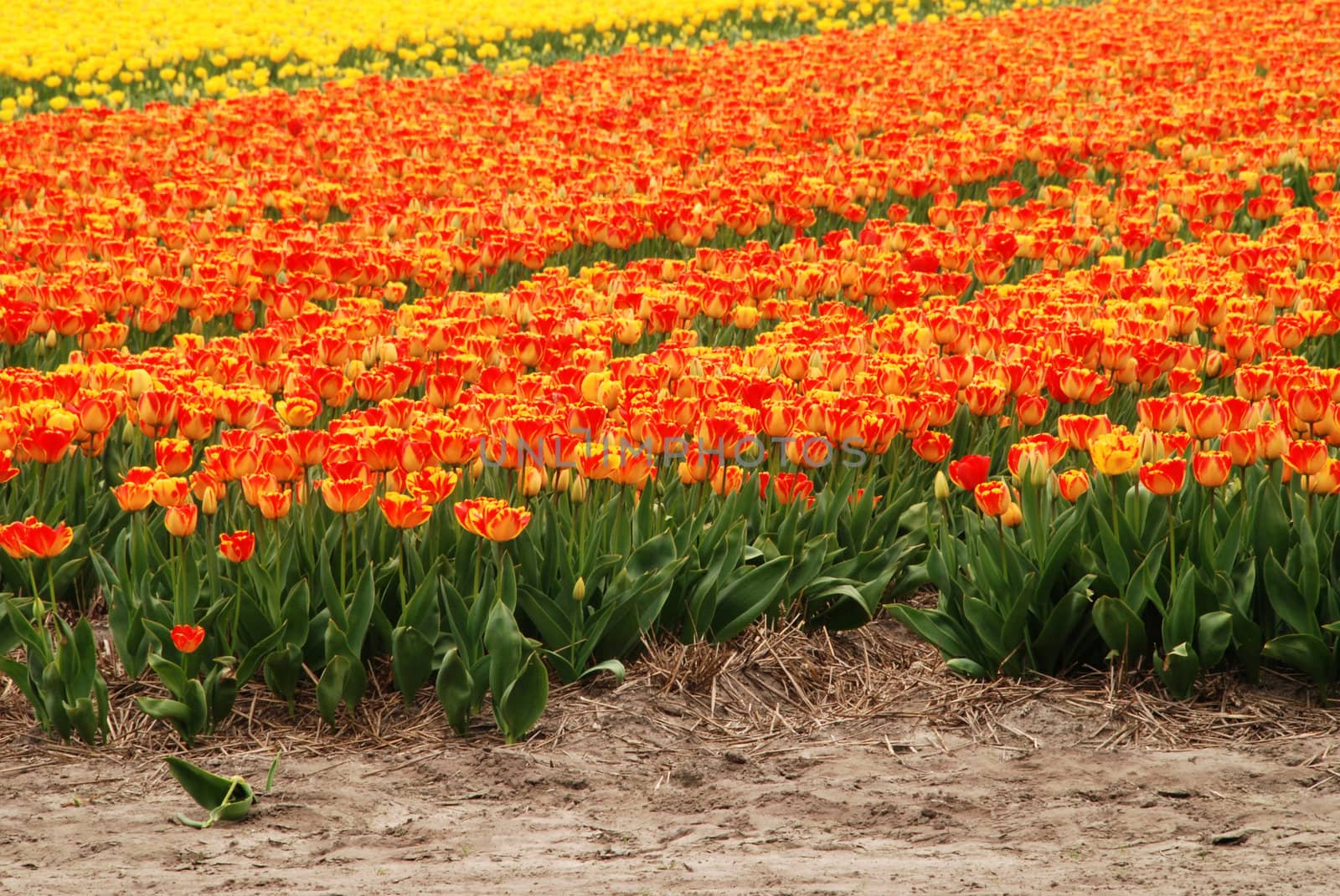 Tulip field by drakodav