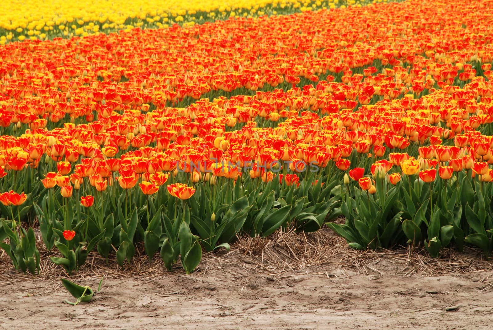 Red and orange tulip fields in Holland in the spring