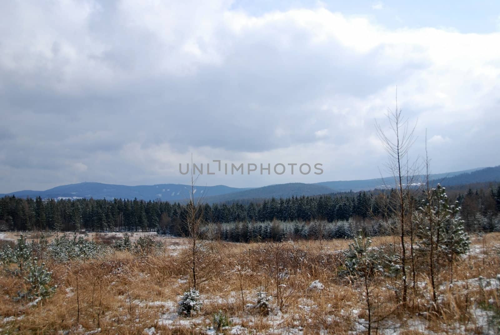 Beautiful winter landscape with trees covered by snow and frost