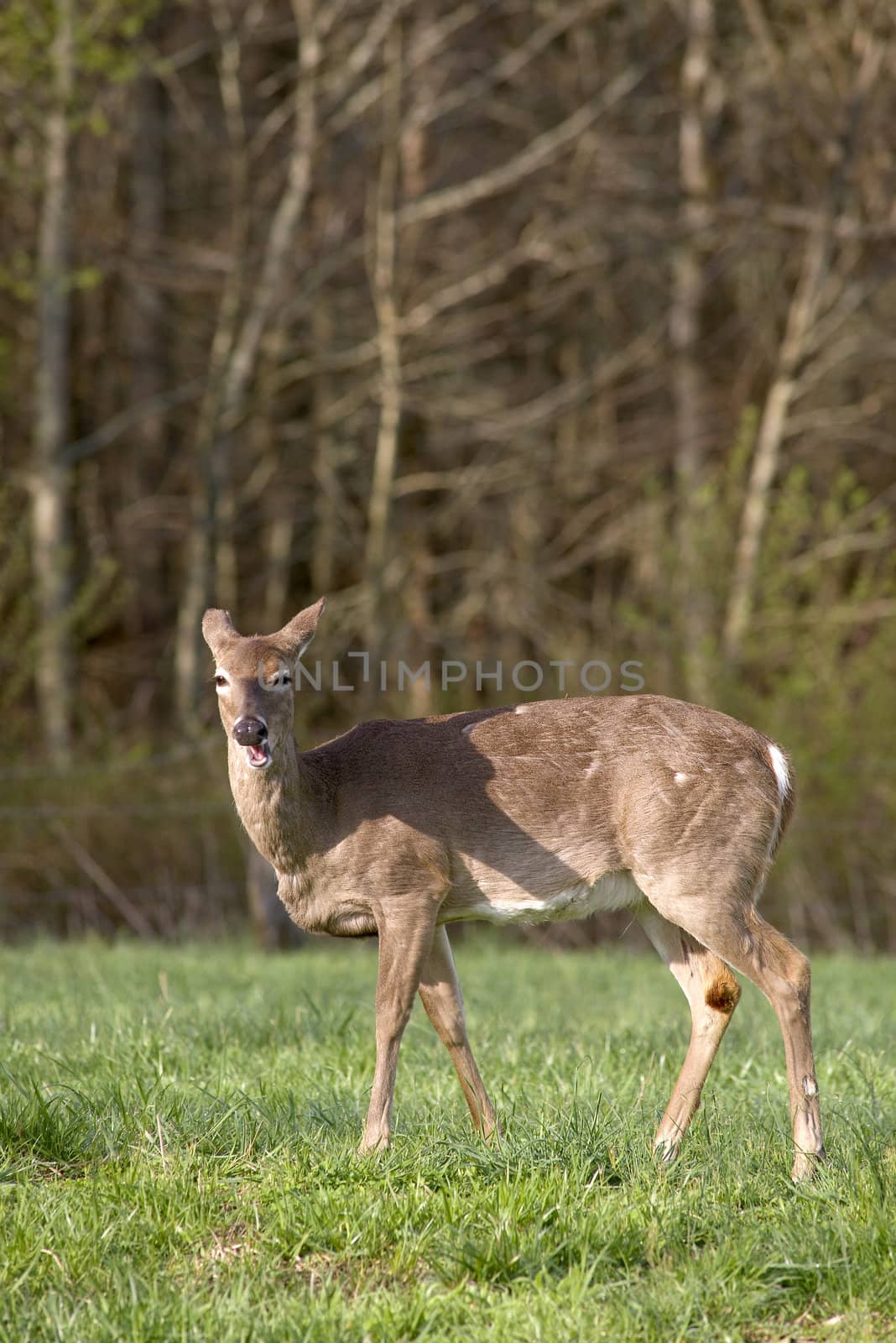 White Tailed Deer in Field by Wolfsnap