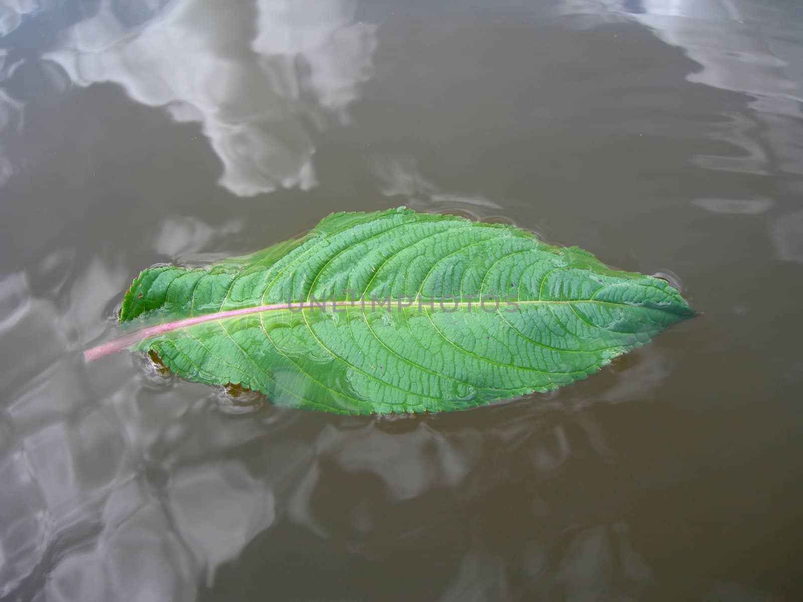           Fresh green leaf is floating on the level of river