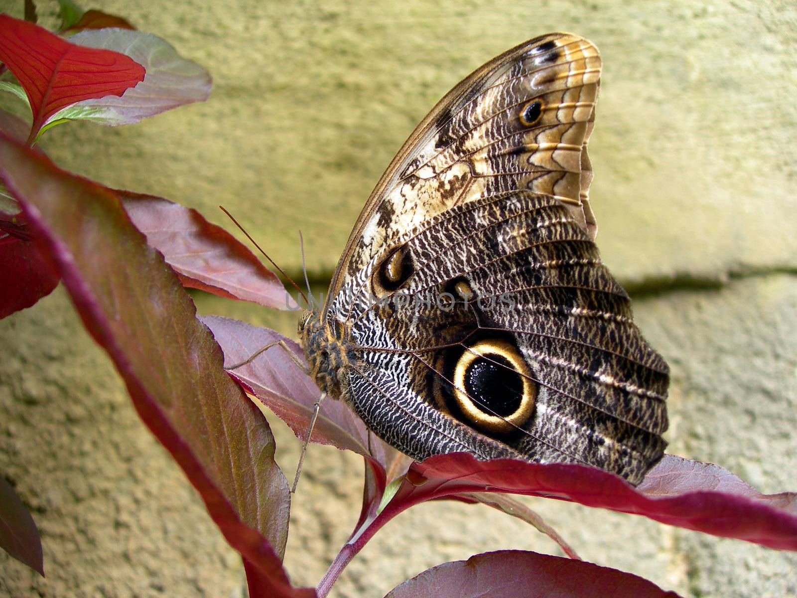           Tropical butterfly is sitting on a red leaf