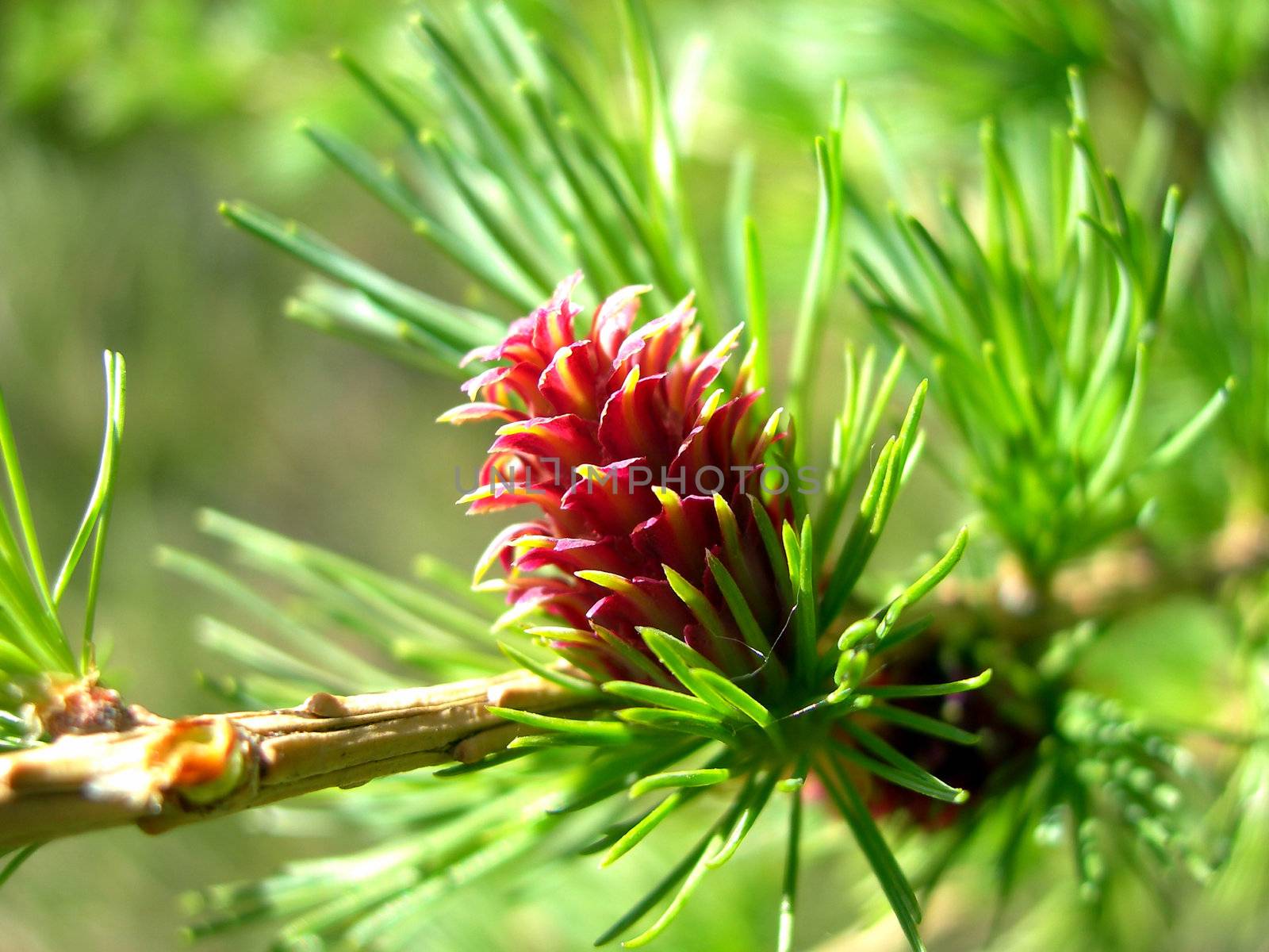 Detail of fresh red larch cone and needles          