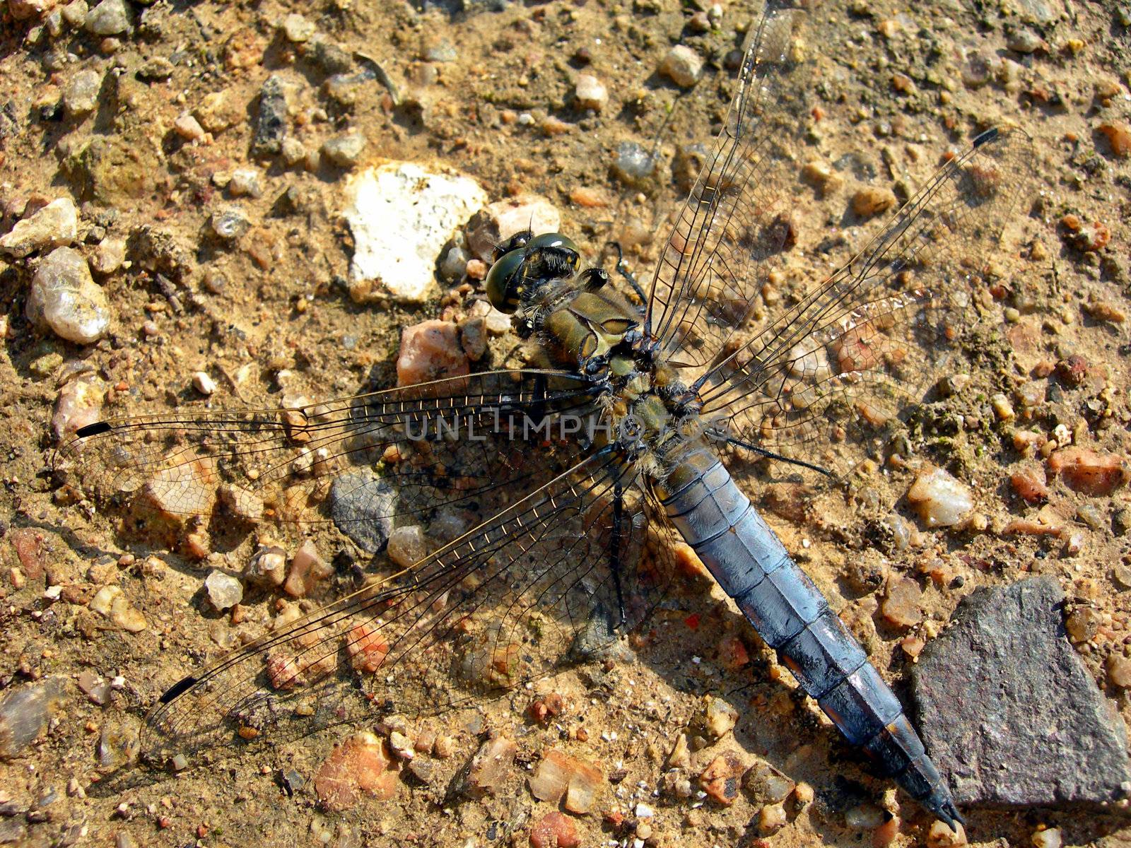              Dragonfly sitting on the sand       