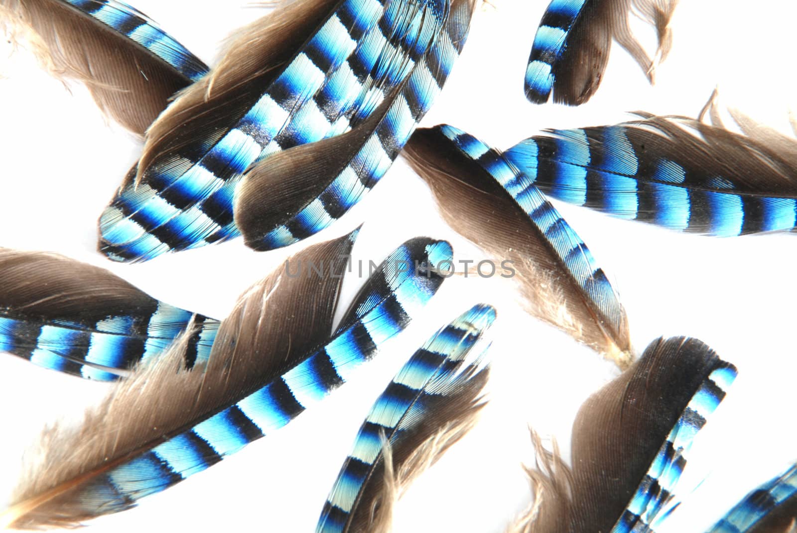 Background made of jay feathers isolated on white