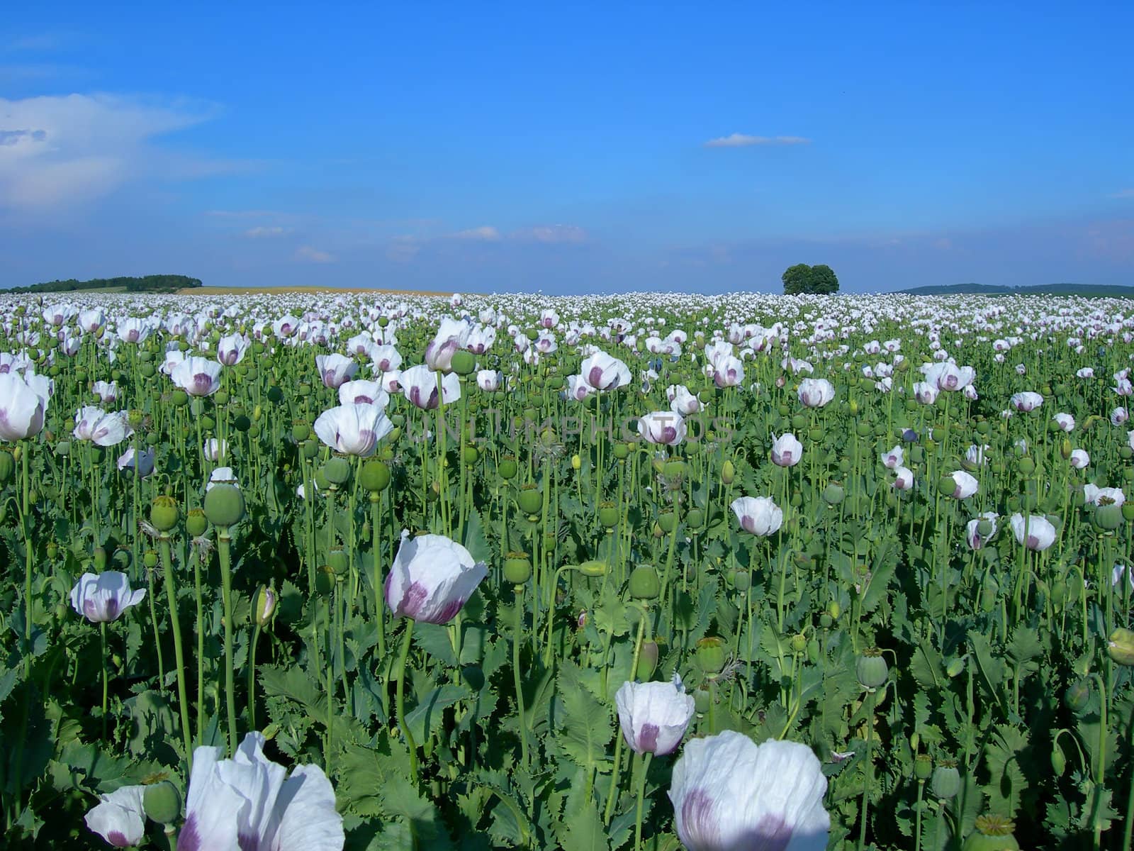           Field full of beautiful white blooming poppy
