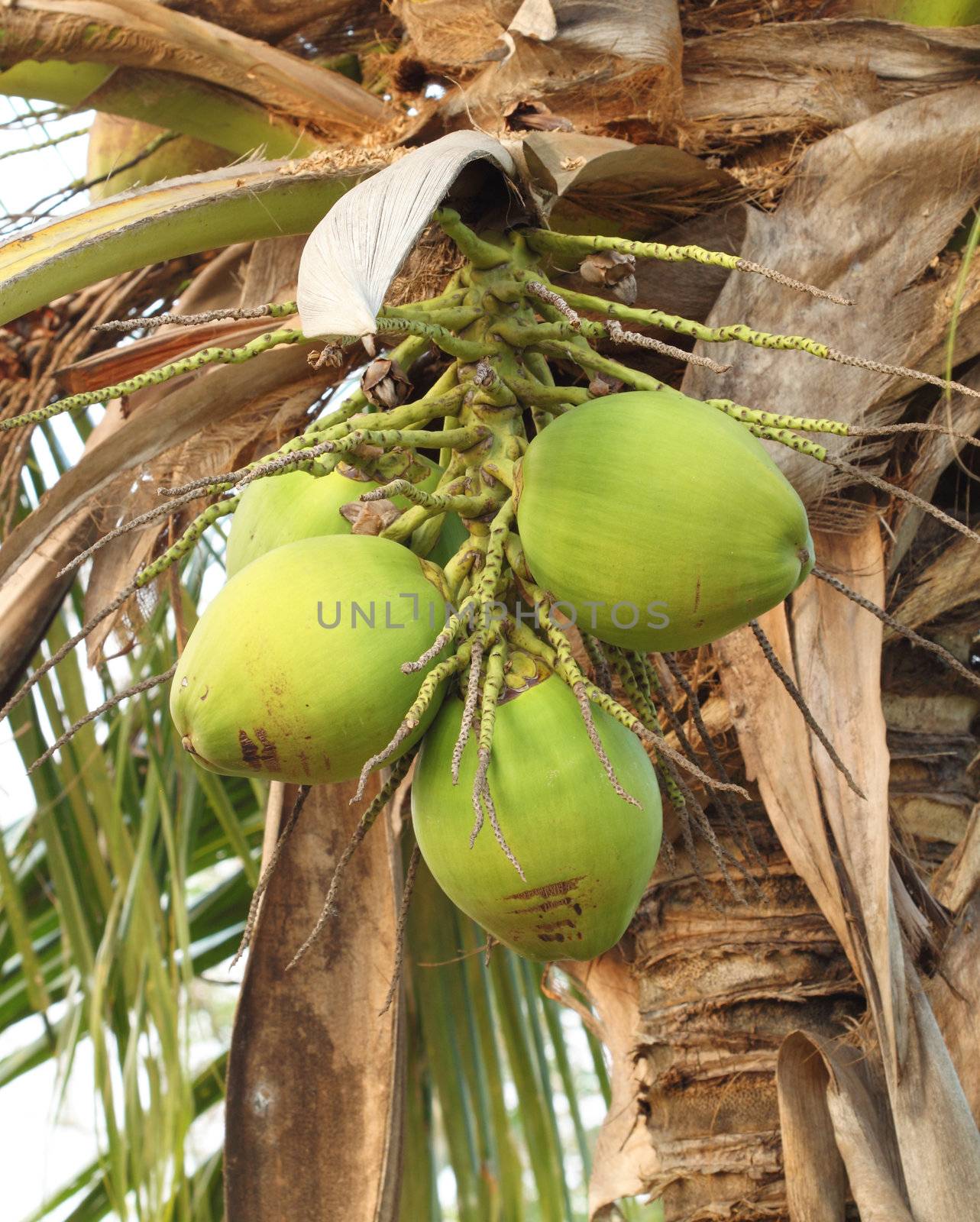 fresh coconut on the tree