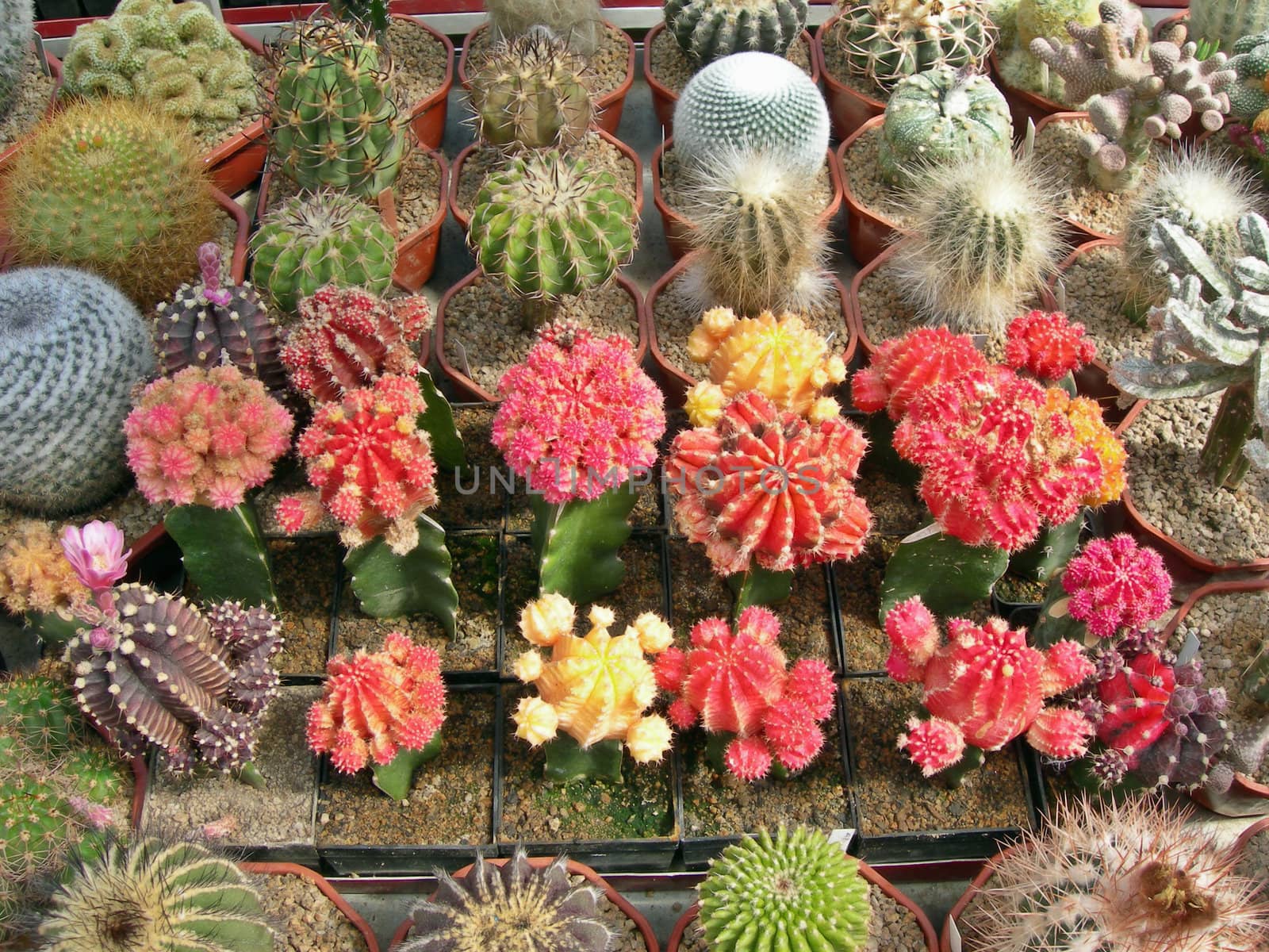                     Various rd cactus plants in flower pots