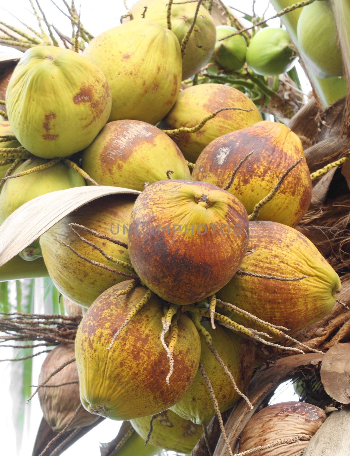 old coconut on the tree