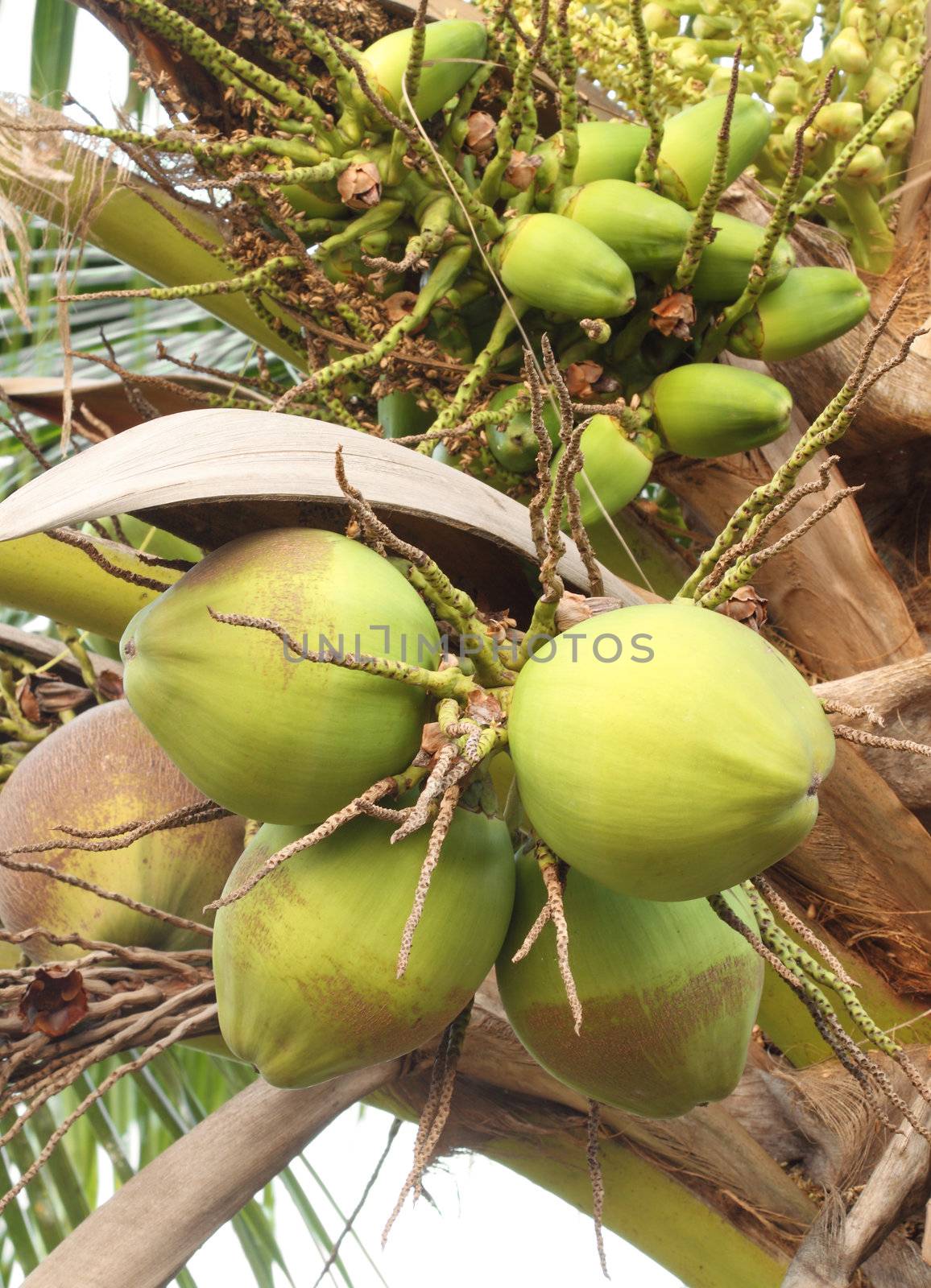 coconut on the tree by geargodz