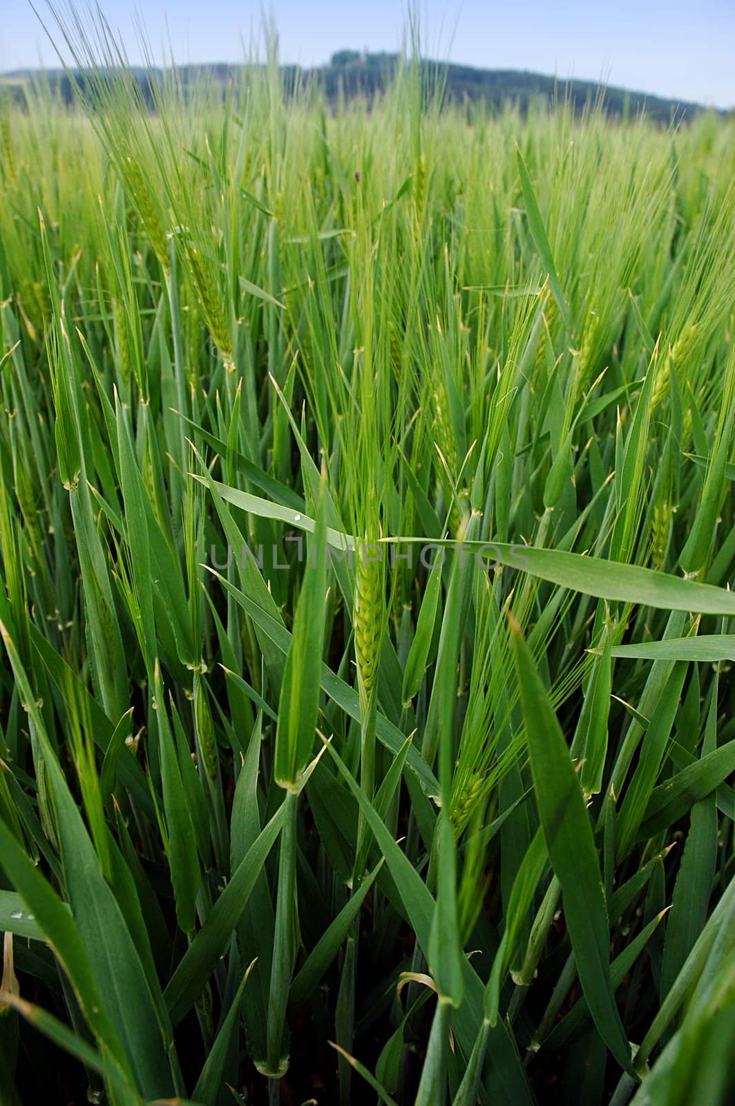Field of green barley by drakodav