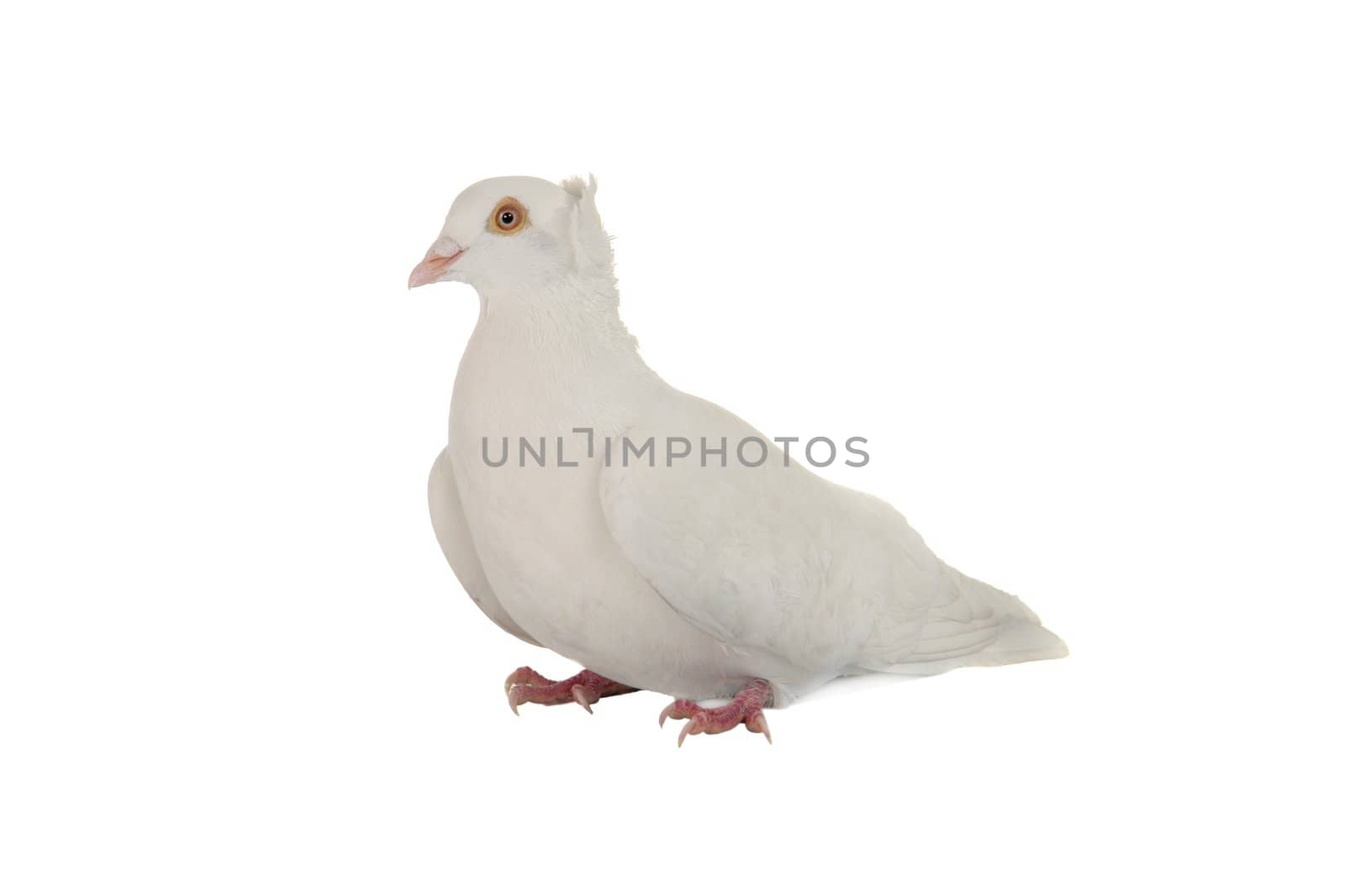 dove �n a white background       