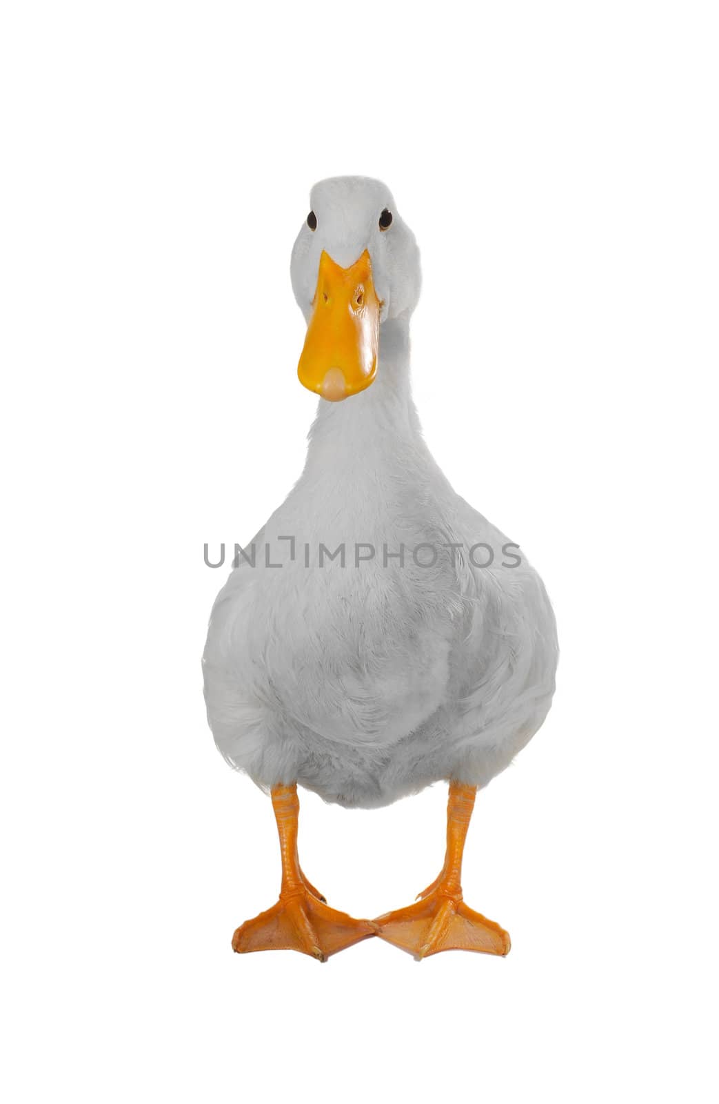  duck white on white a background           