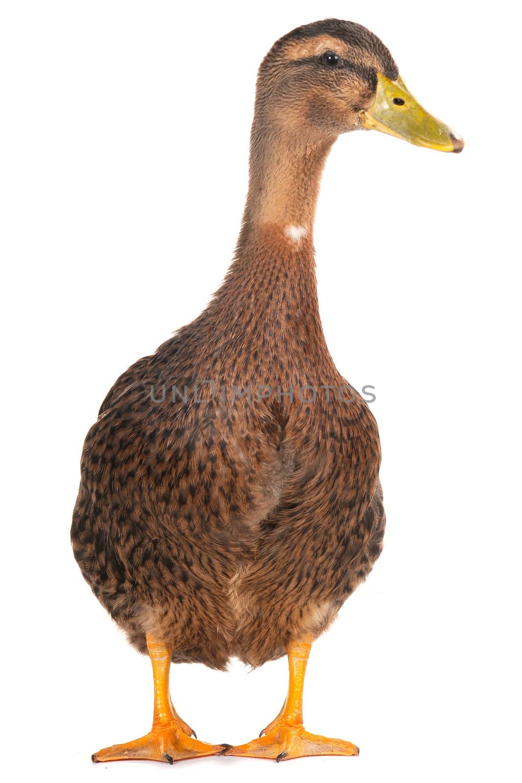  duck on a white background                           