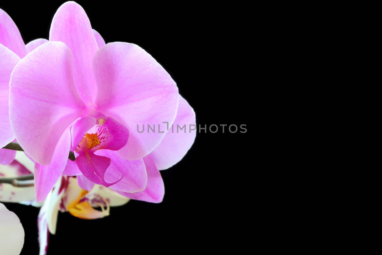 The beautiful purple orchid on black background