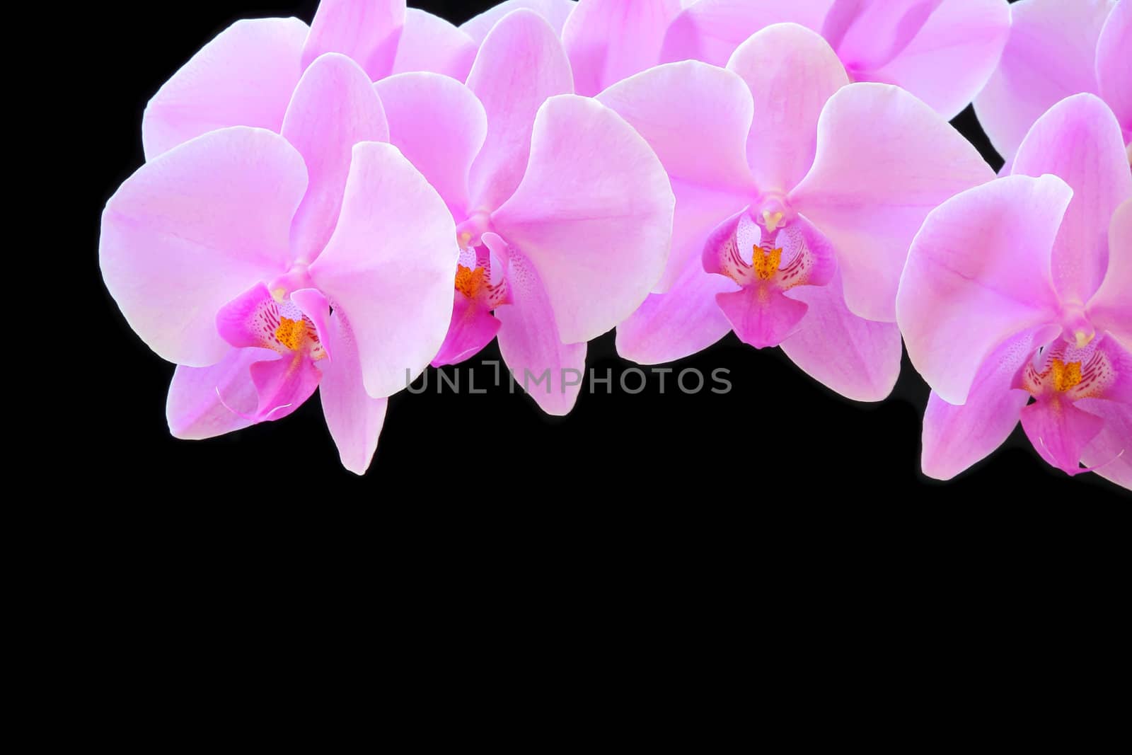 The beautiful purple orchid on black background