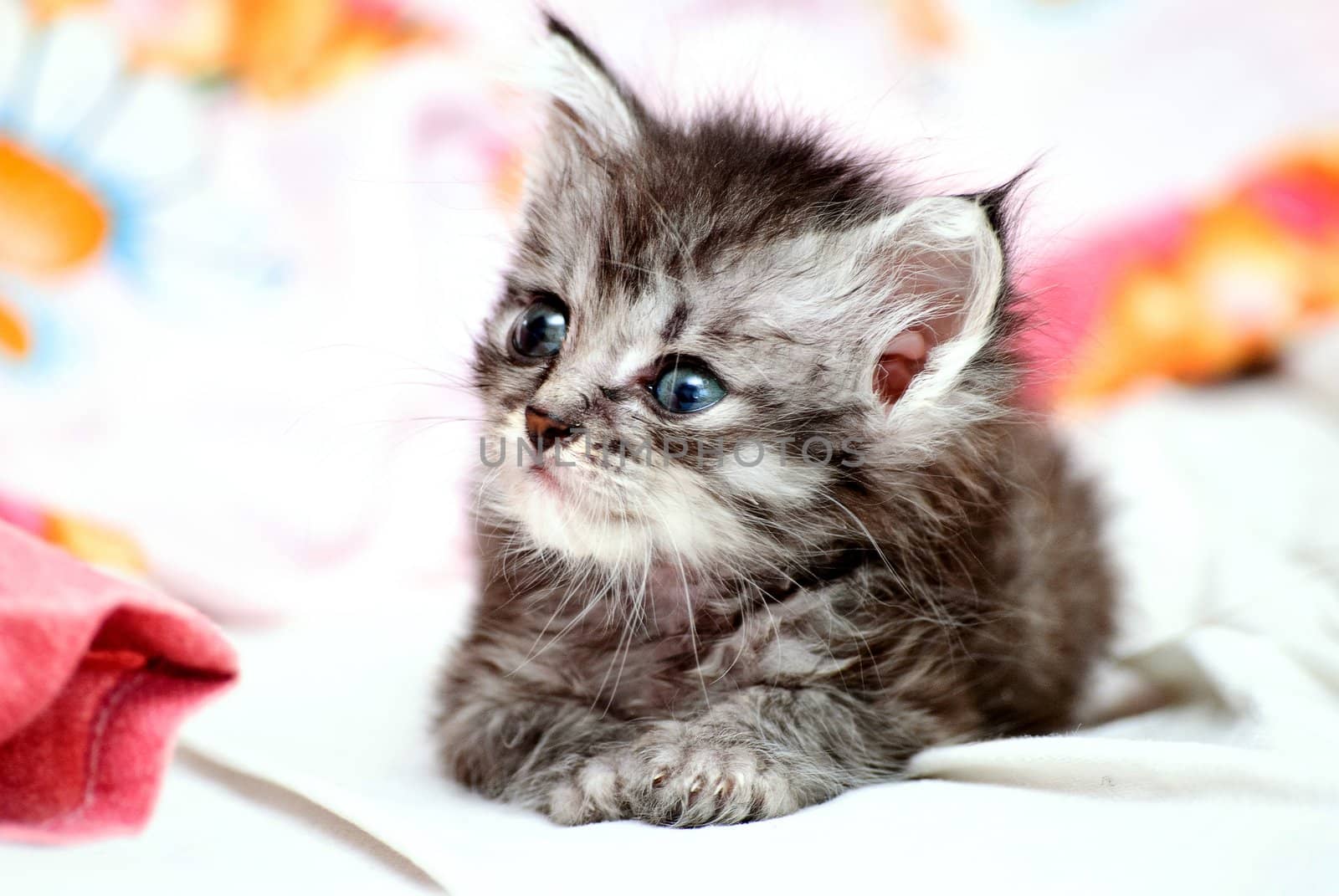 Beautiful stripy grey little kitten