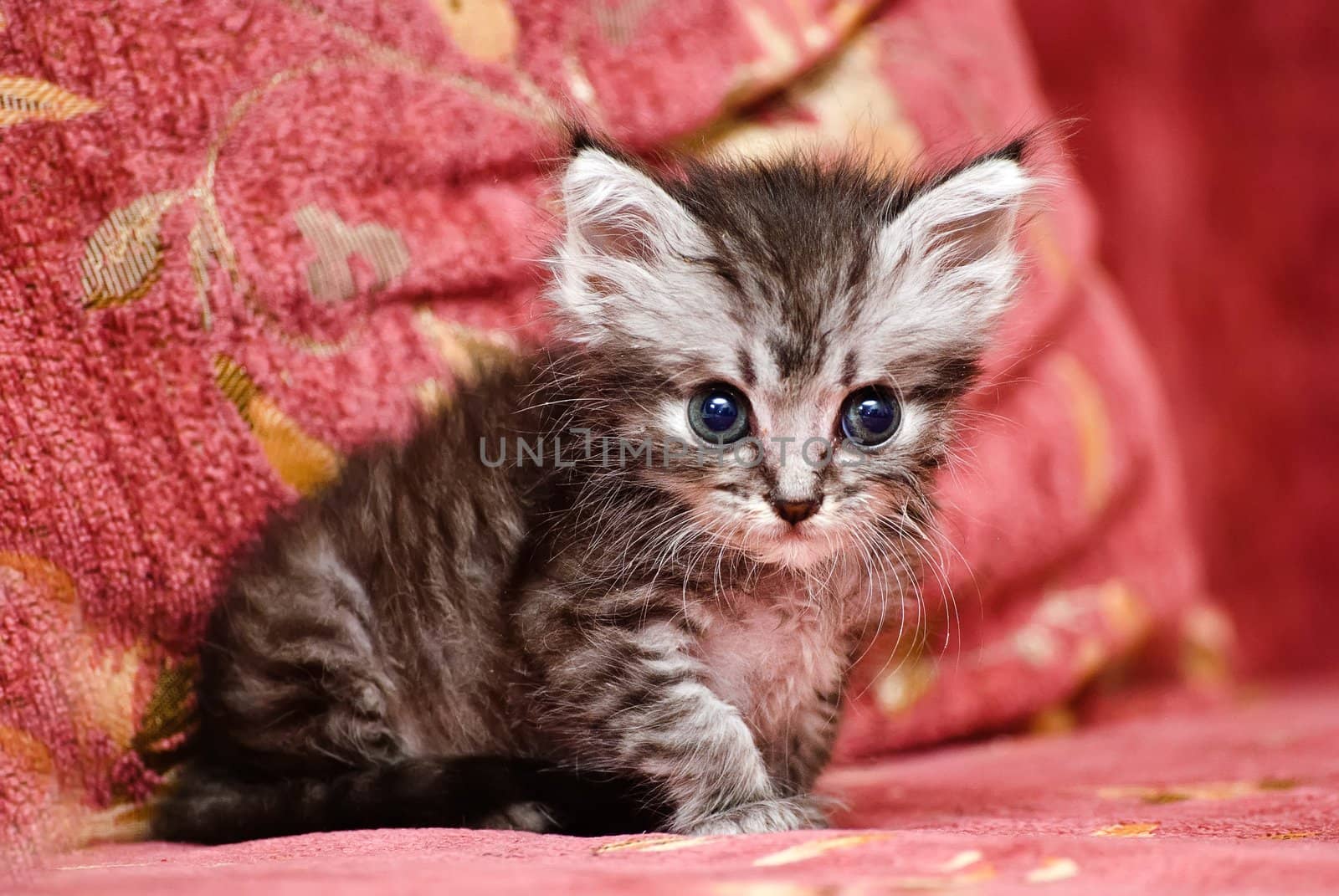 Beautiful stripy grey little kitten