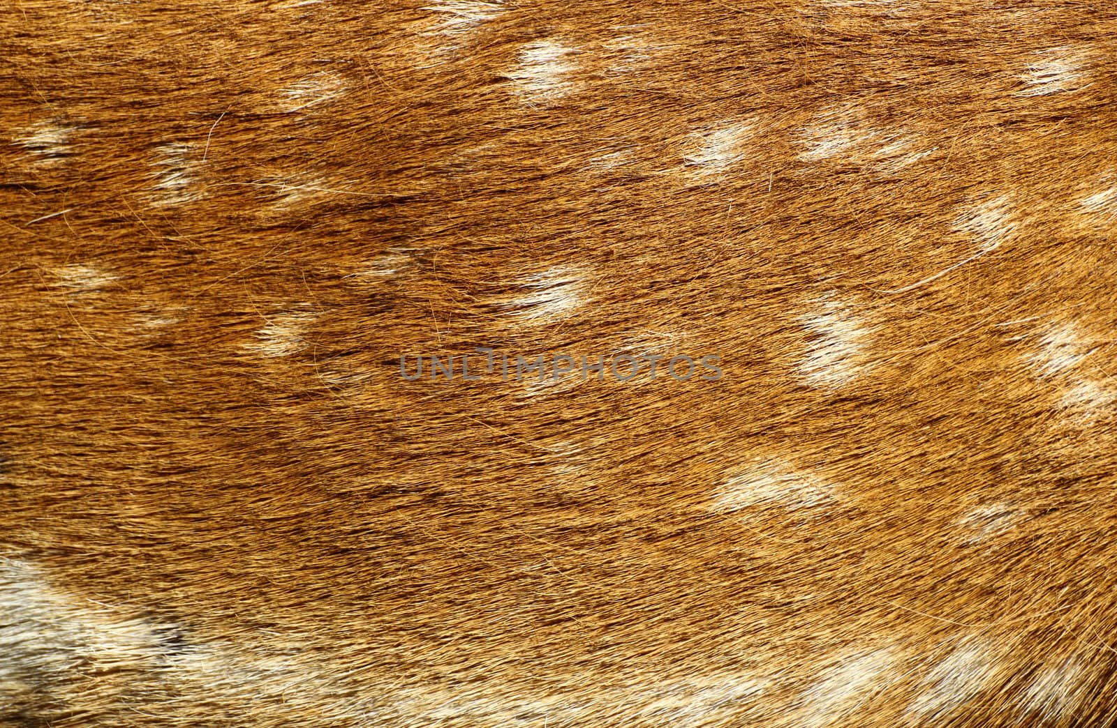fallow deer fur pattern with many white spots