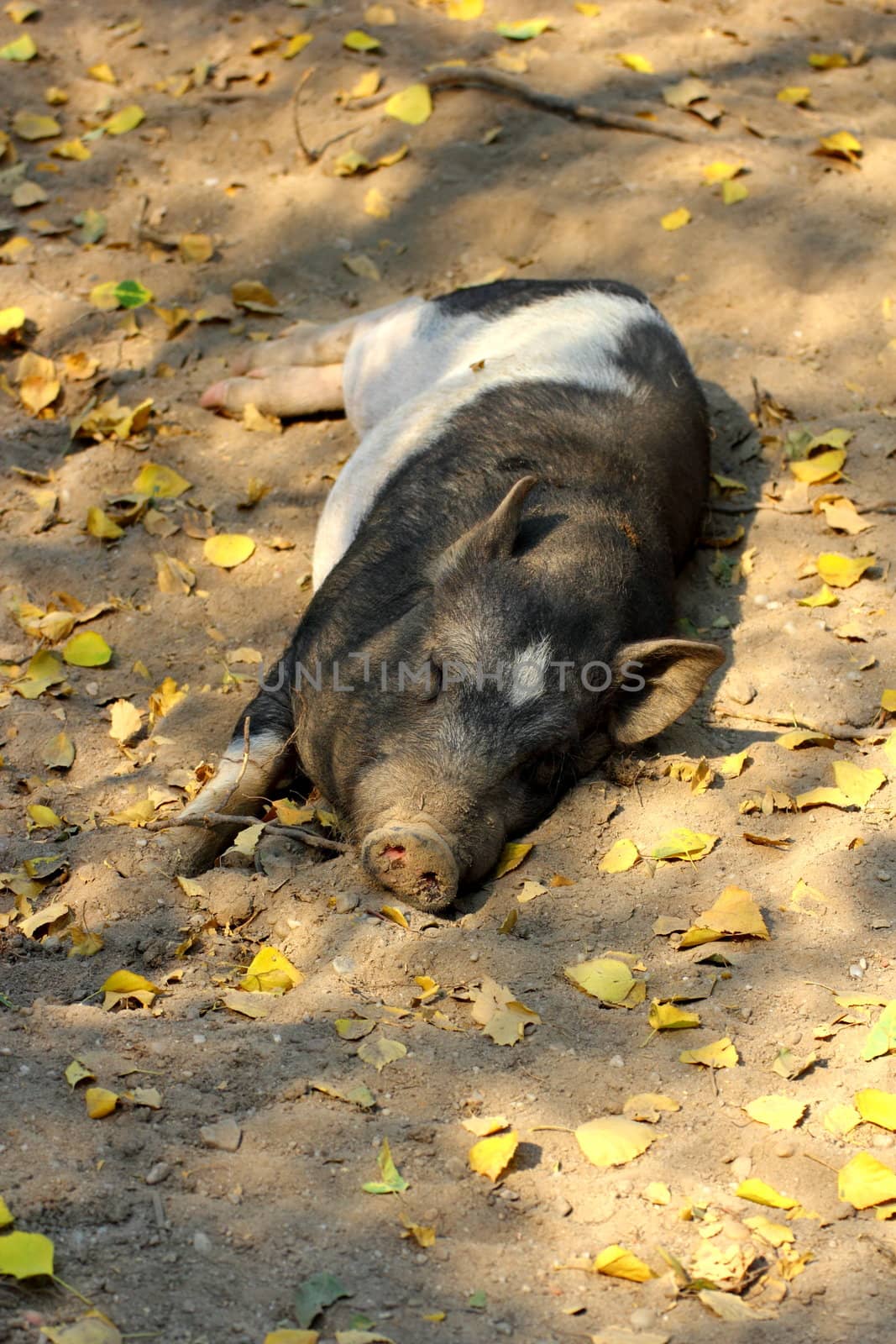 lazy pig sleeping in the shade of some trees