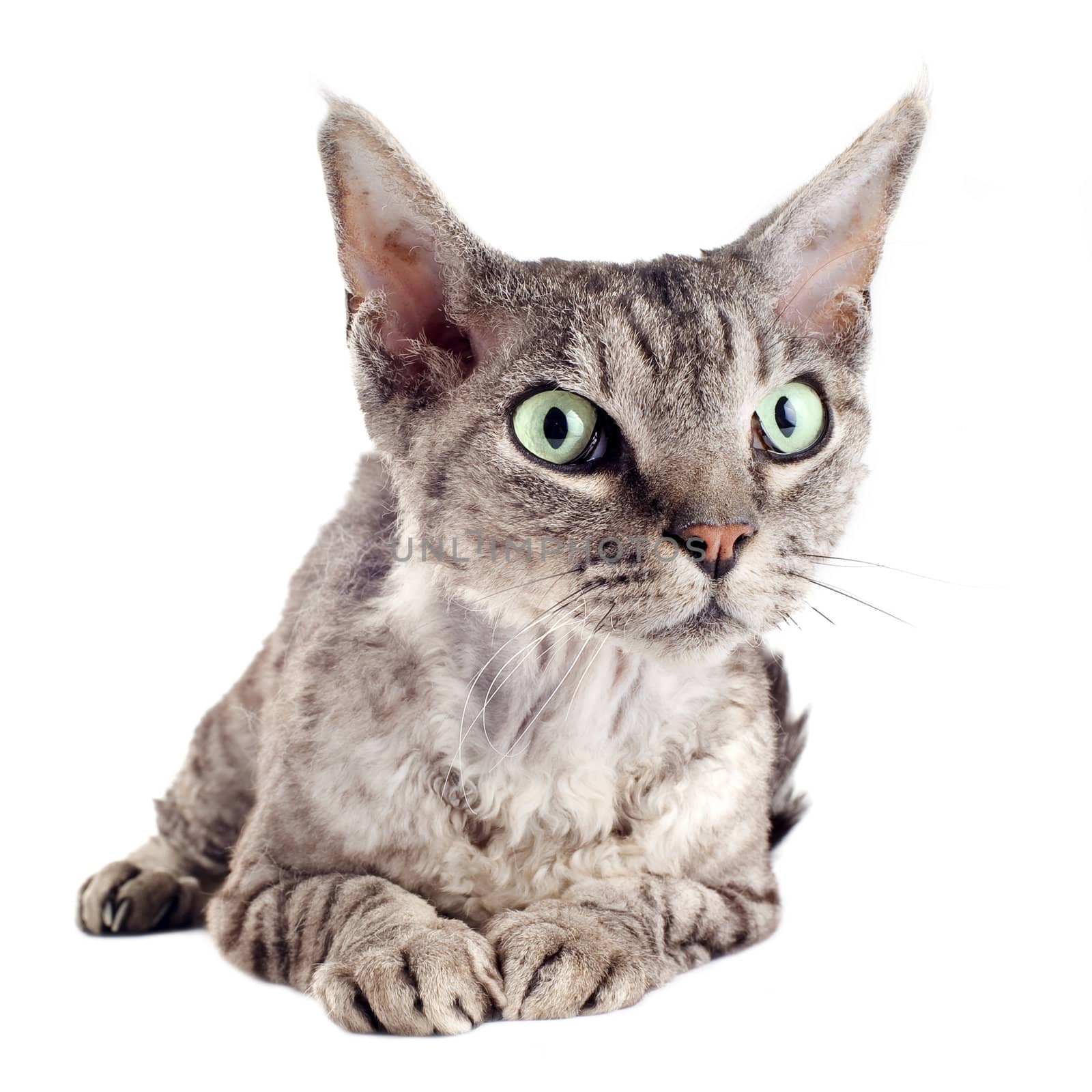 portrait of a purebred  devon rex cat on a white background