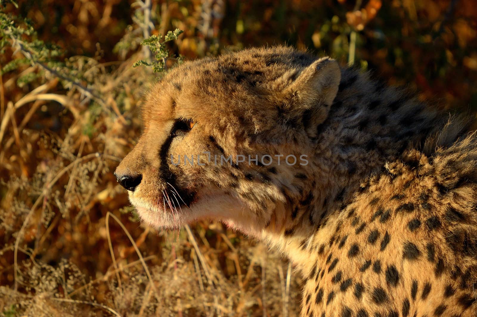 A Cheetah, Acinonyx jubatus, in the sunset at a sanctuary near the Etosha National Park, Namibia