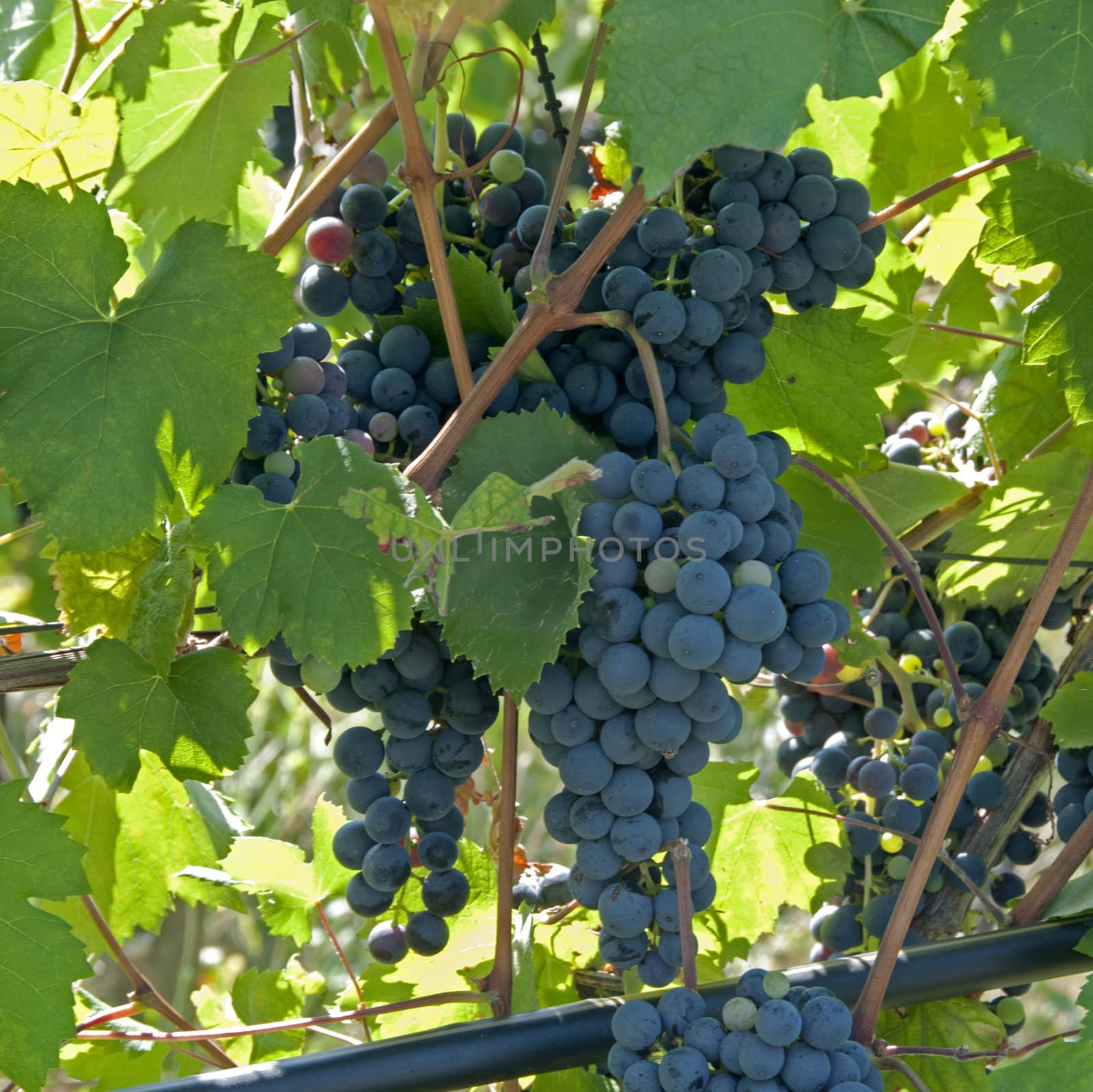 blue grapes outside in Italy
