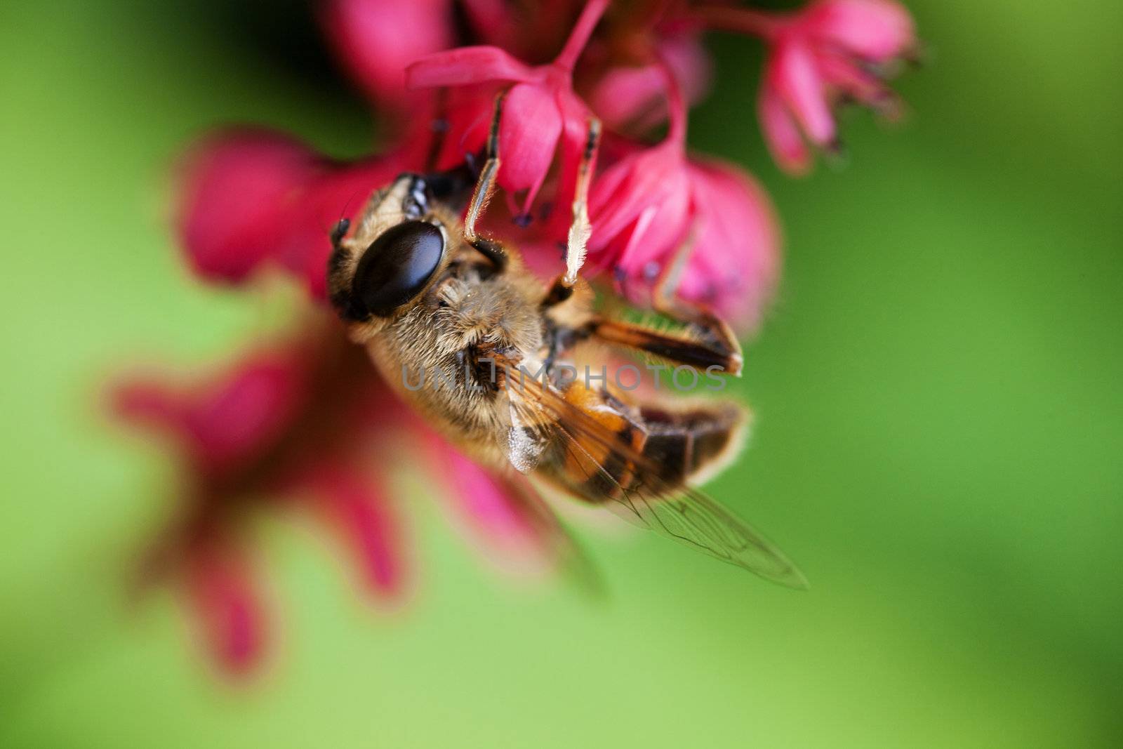 bee hanging under pink flower with green background