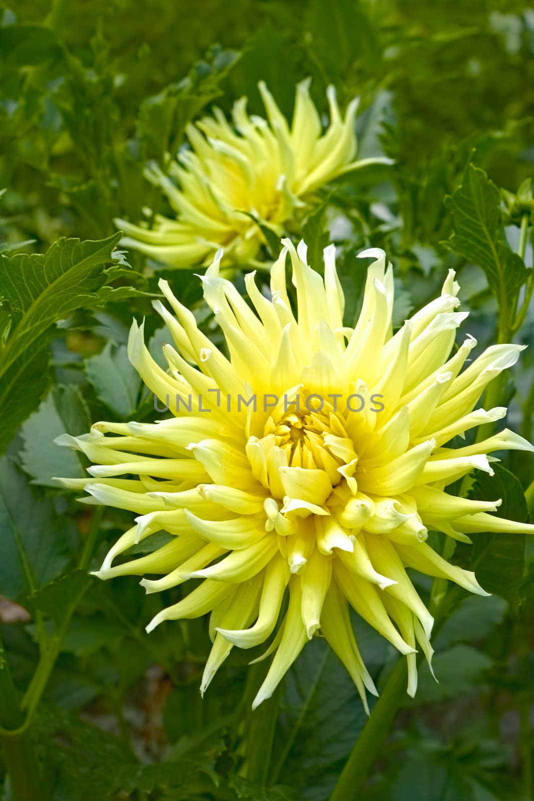 Yellow dahlia flowers by qiiip