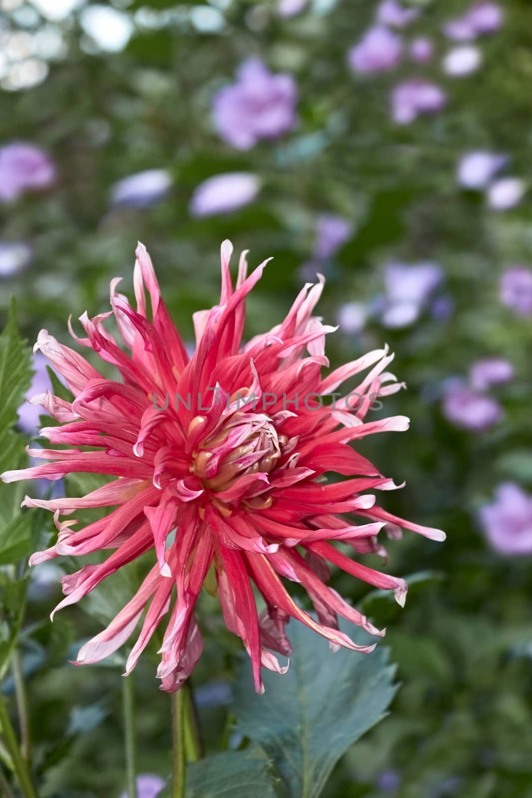 Dahlia flower in the flowerbed in summer time