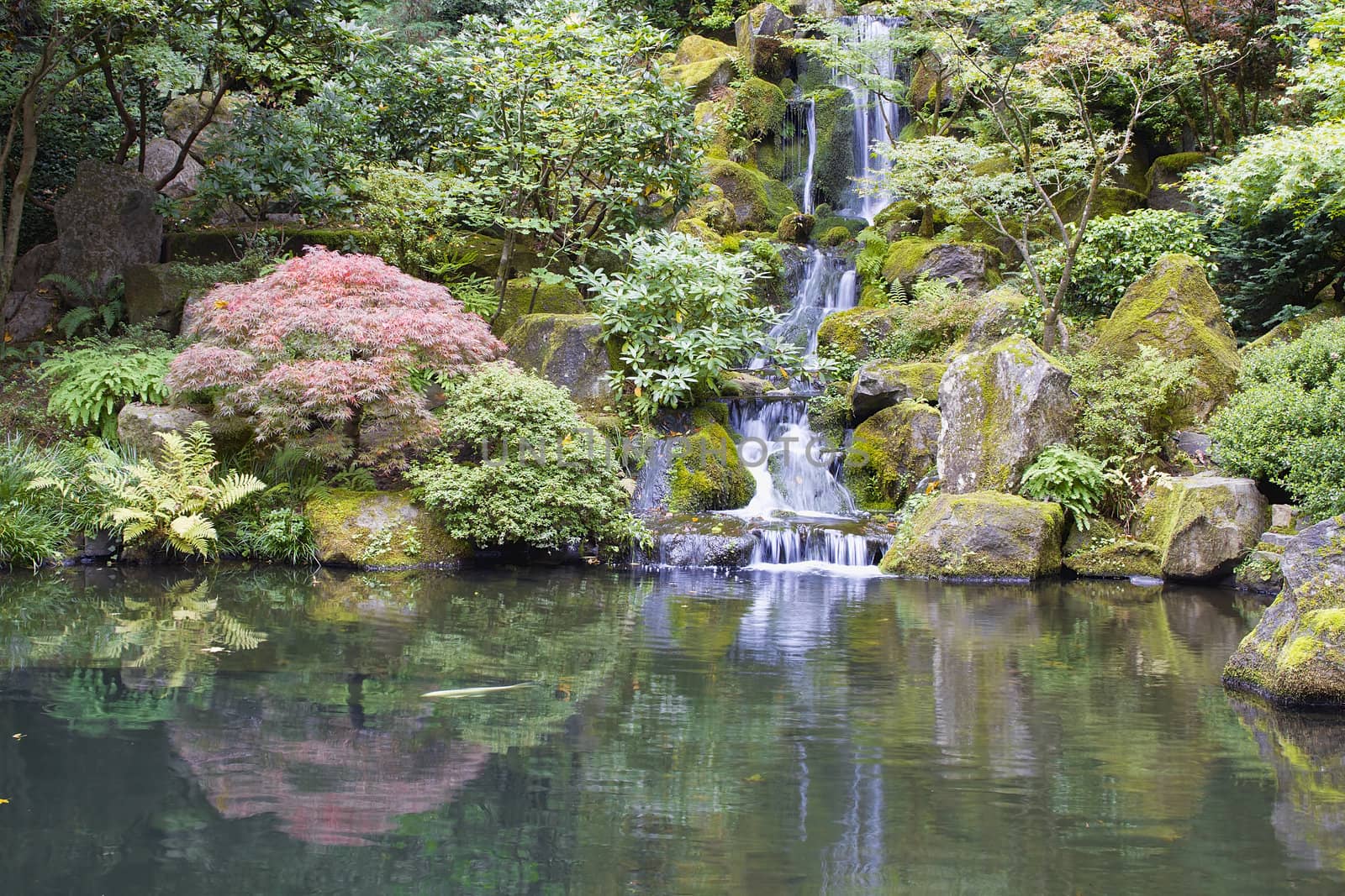 Japanese Garden Koi Pond with Waterfall Maple Trees and Rocks