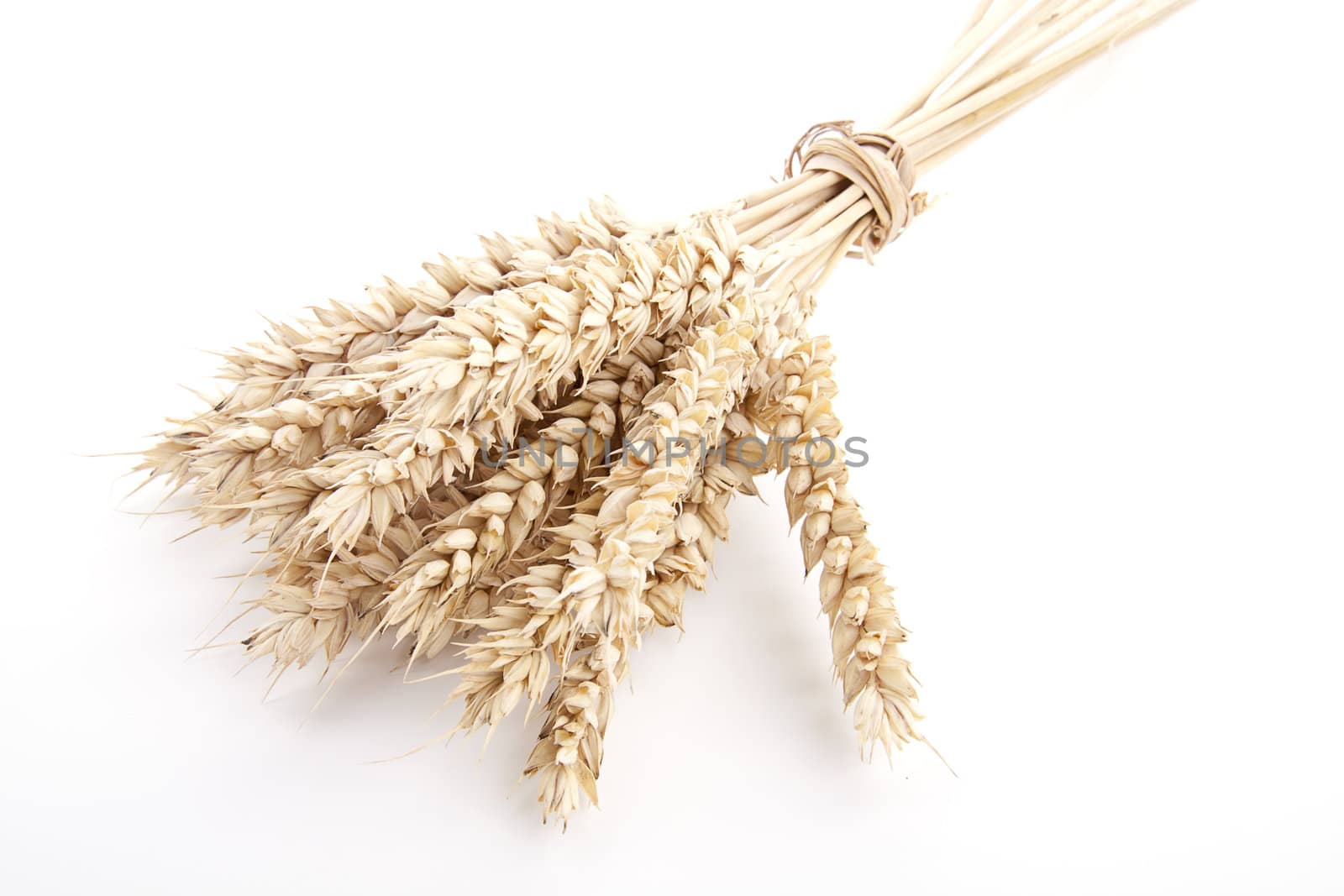 close up brown wheat grain isolated on white background