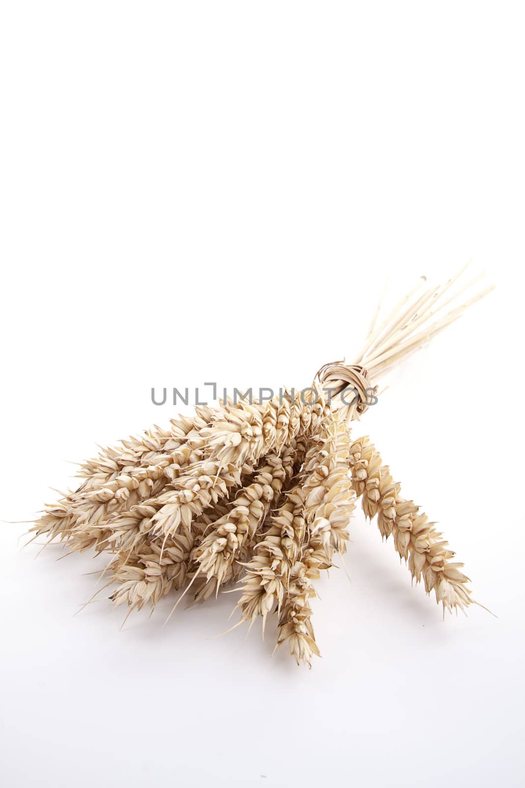 close up brown wheat grain isolated on white background