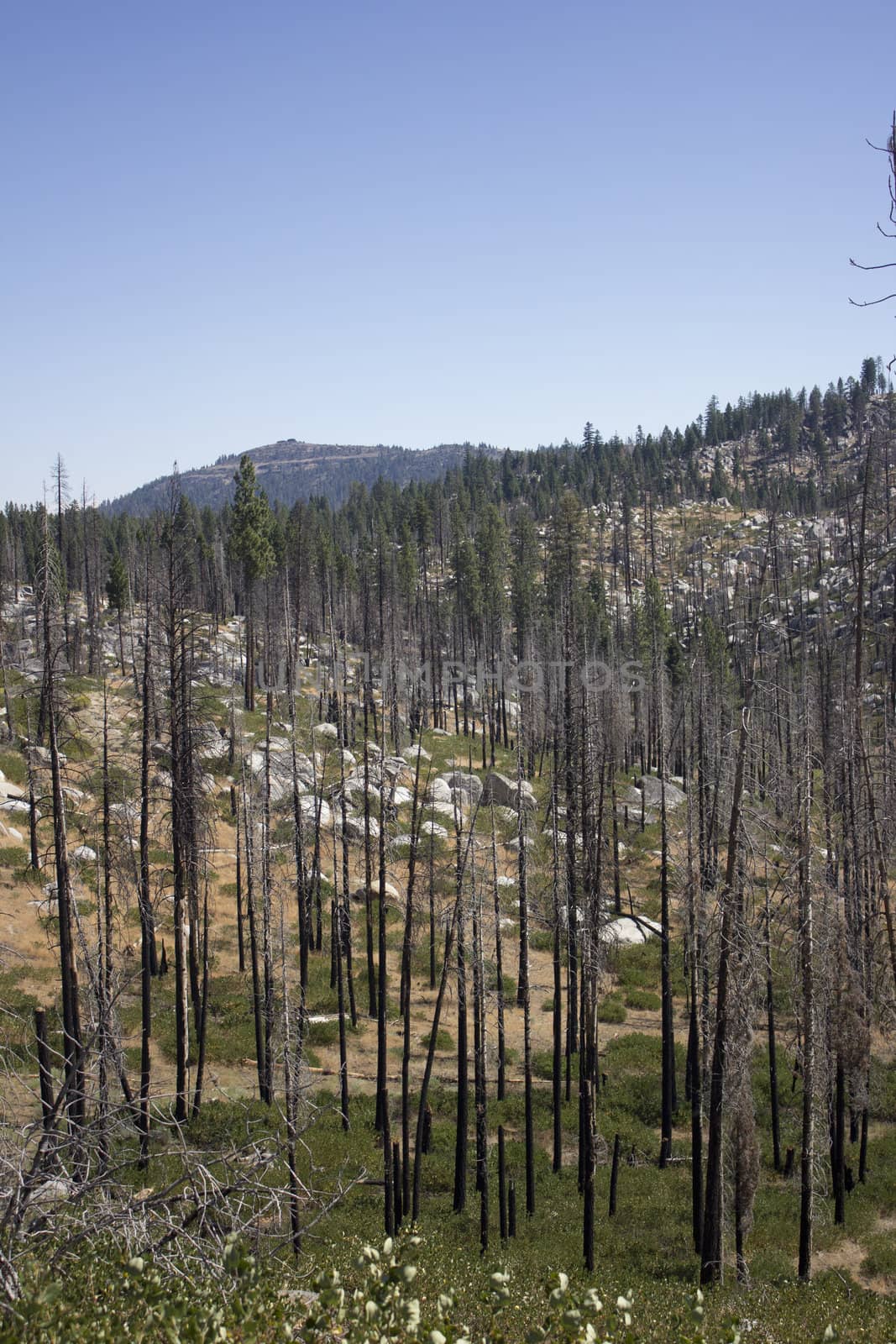 forest pine trees that have been in a forest fire.