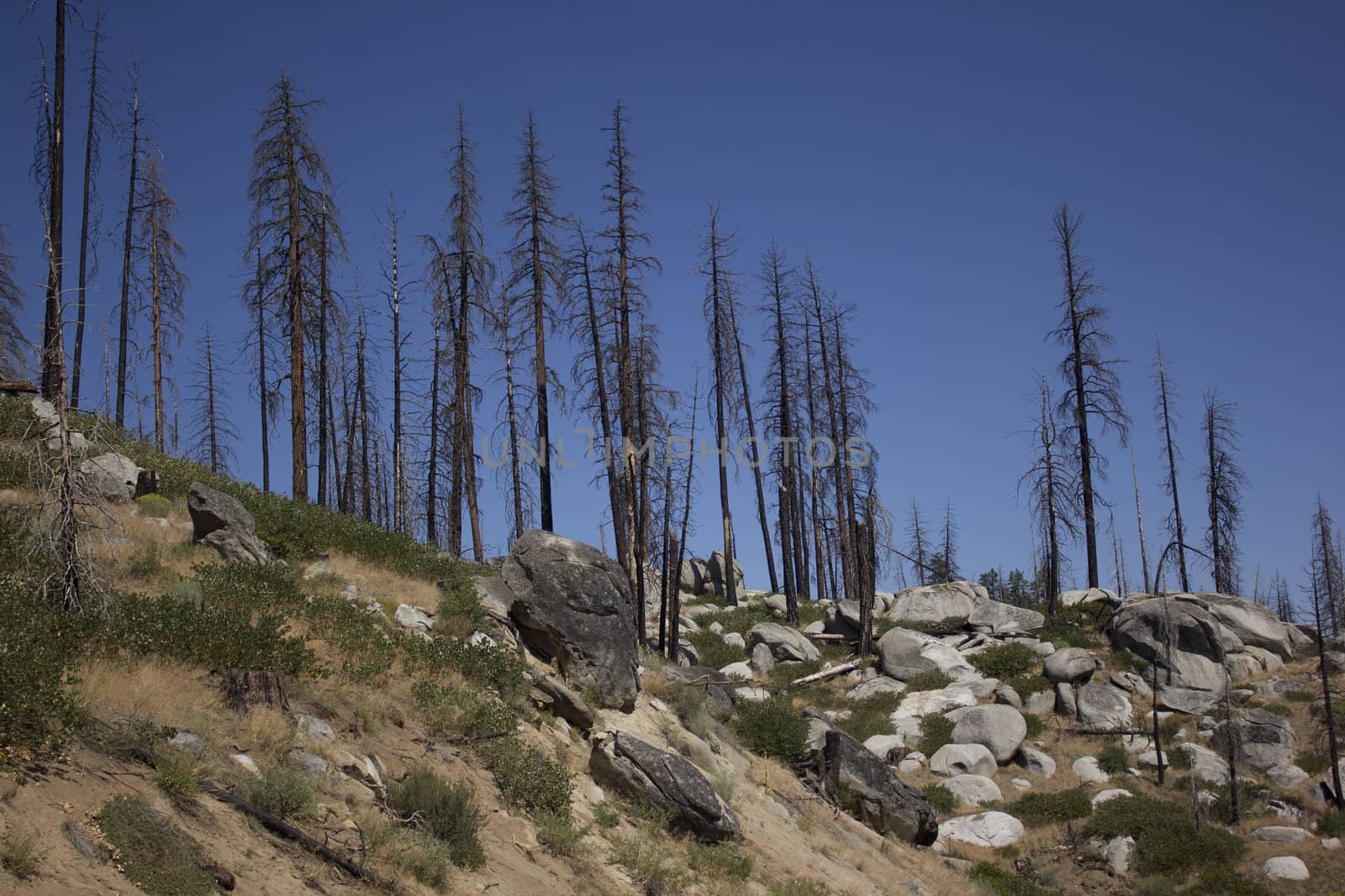 forest pine trees that have been in a forest fire.