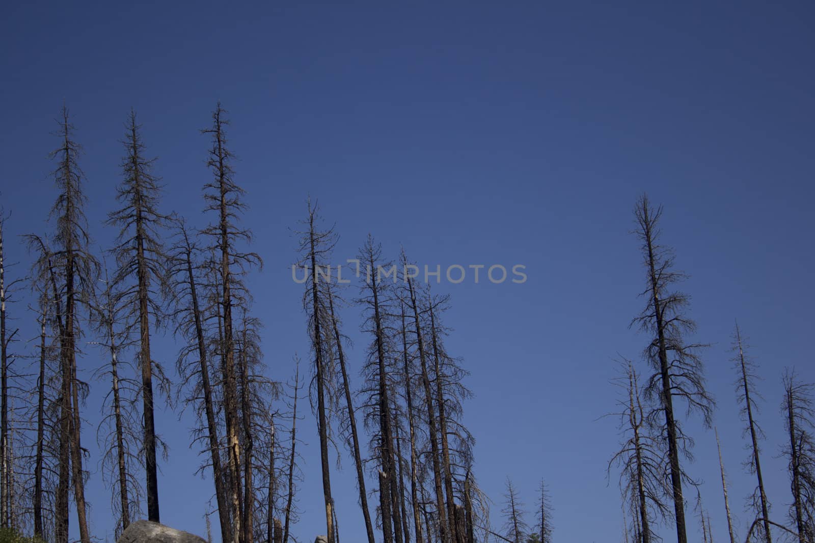 Burned trees in the forest by jeremywhat