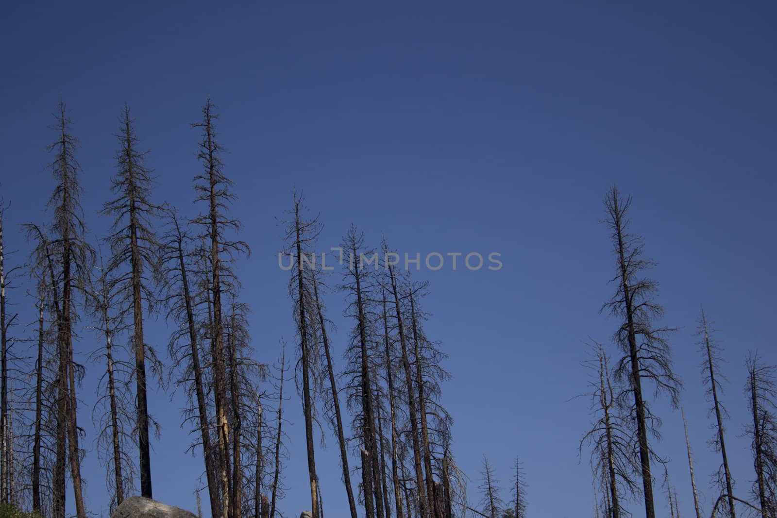 forest pine trees that have been in a forest fire.