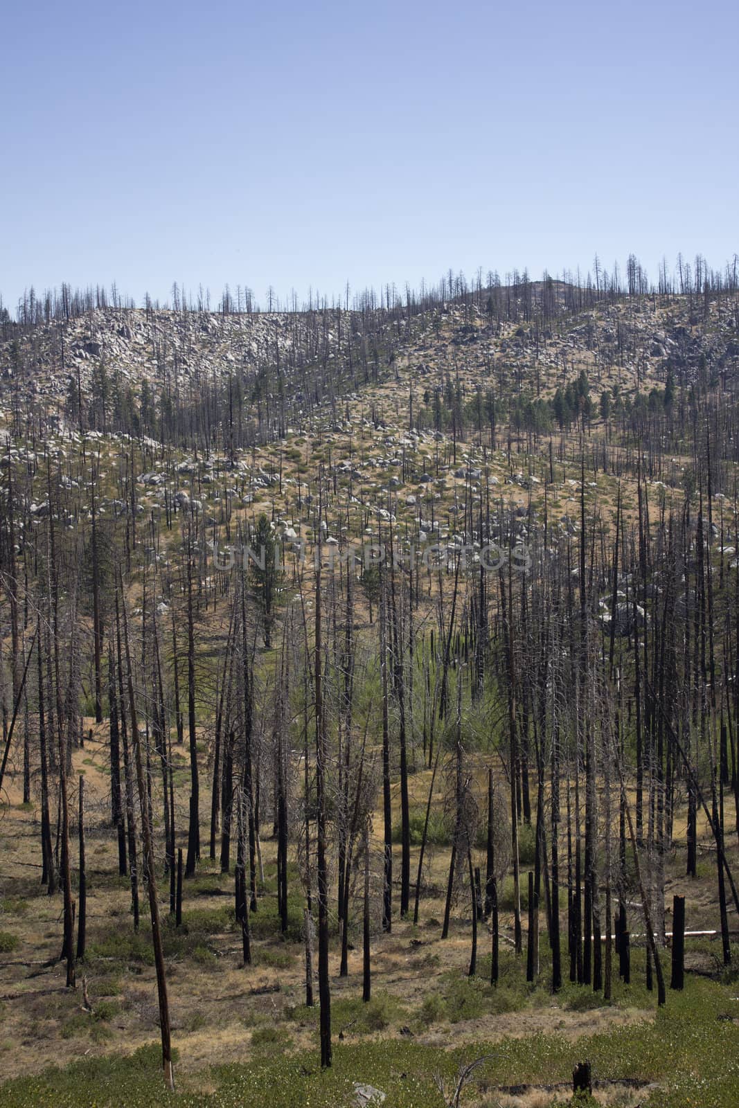 forest pine trees that have been in a forest fire.