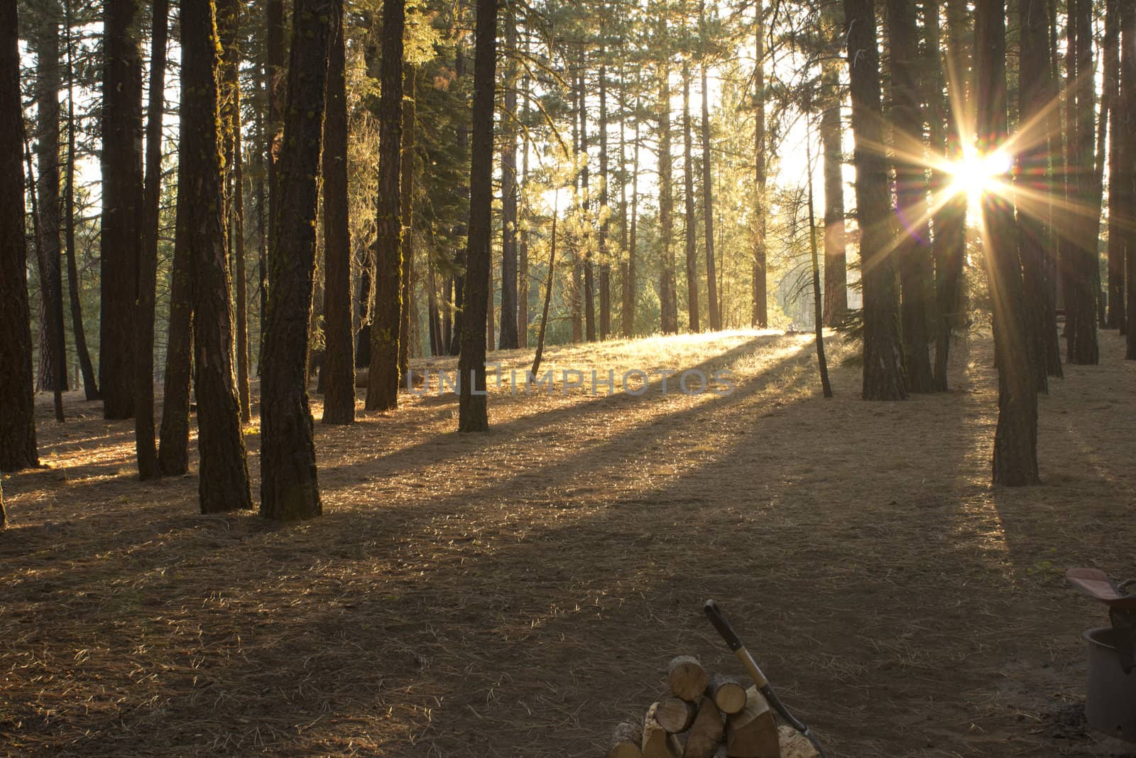 sunset in the trees at a camp site