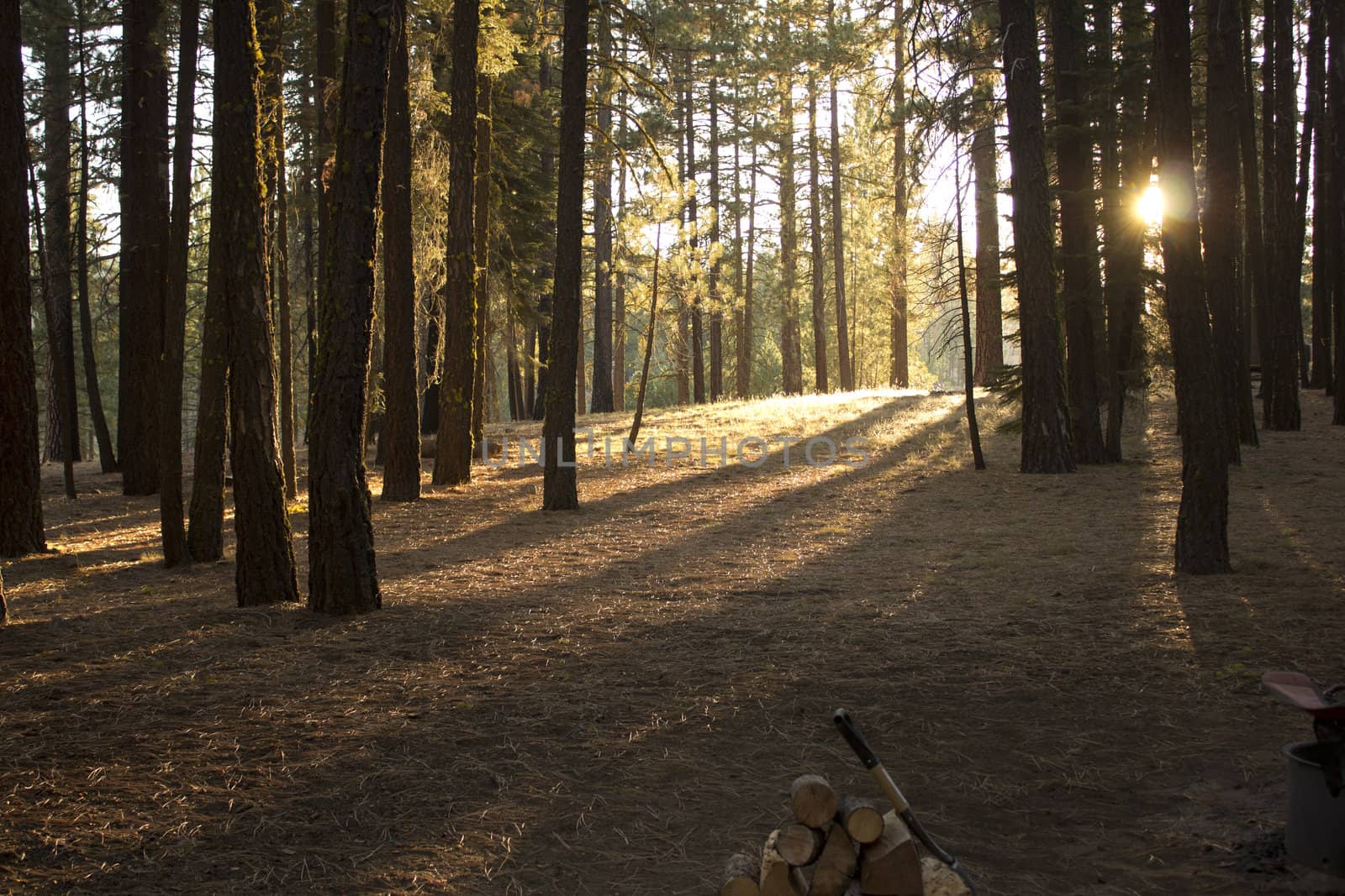 sun shadows in a forest during sunset by jeremywhat