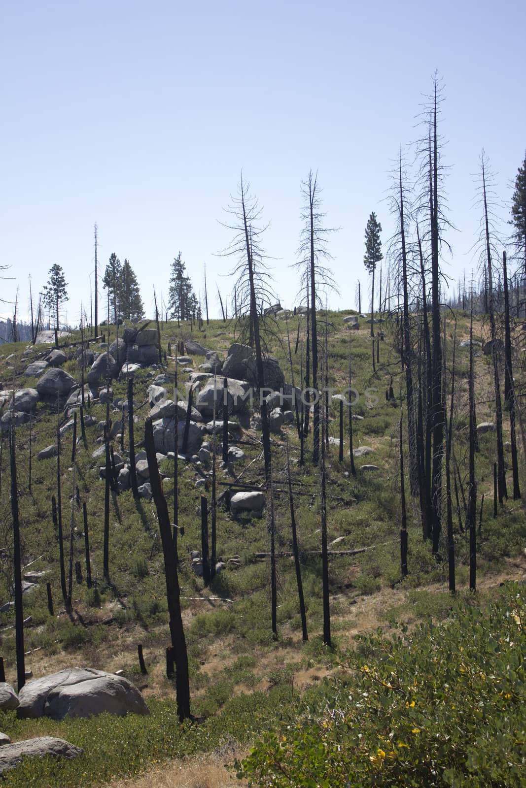 forest pine trees that have been in a forest fire.