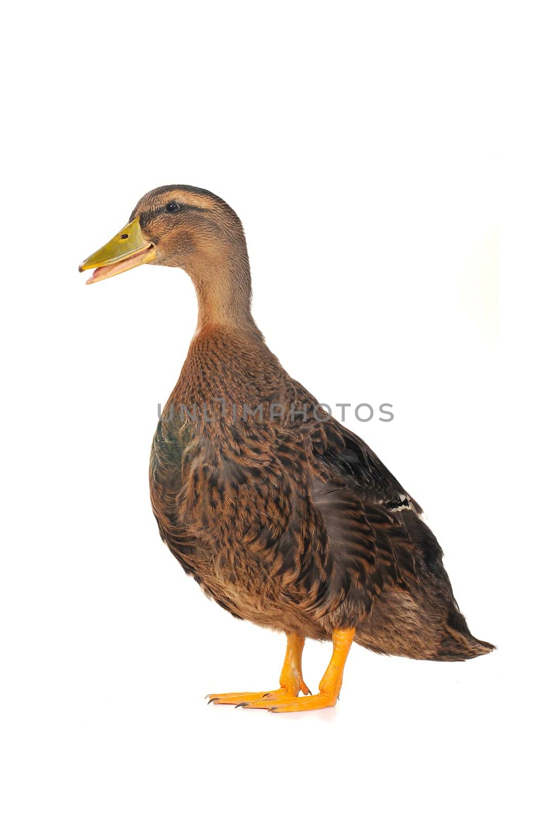  duck on a white background                           